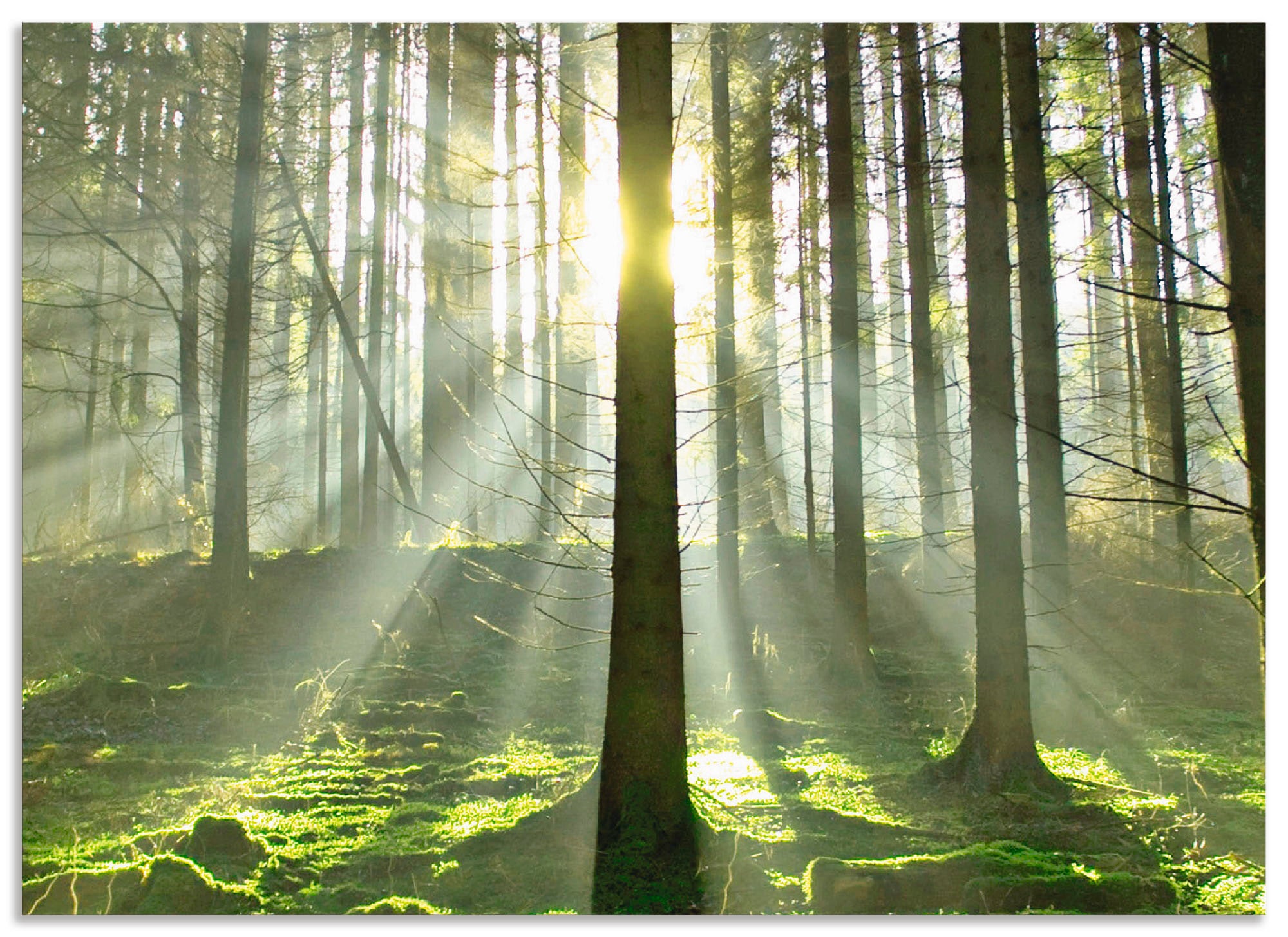 Artland Küchenrückwand »Wald im Gegenlicht«, (1 tlg.), Alu Spritzschutz mit Klebeband, einfache Montage