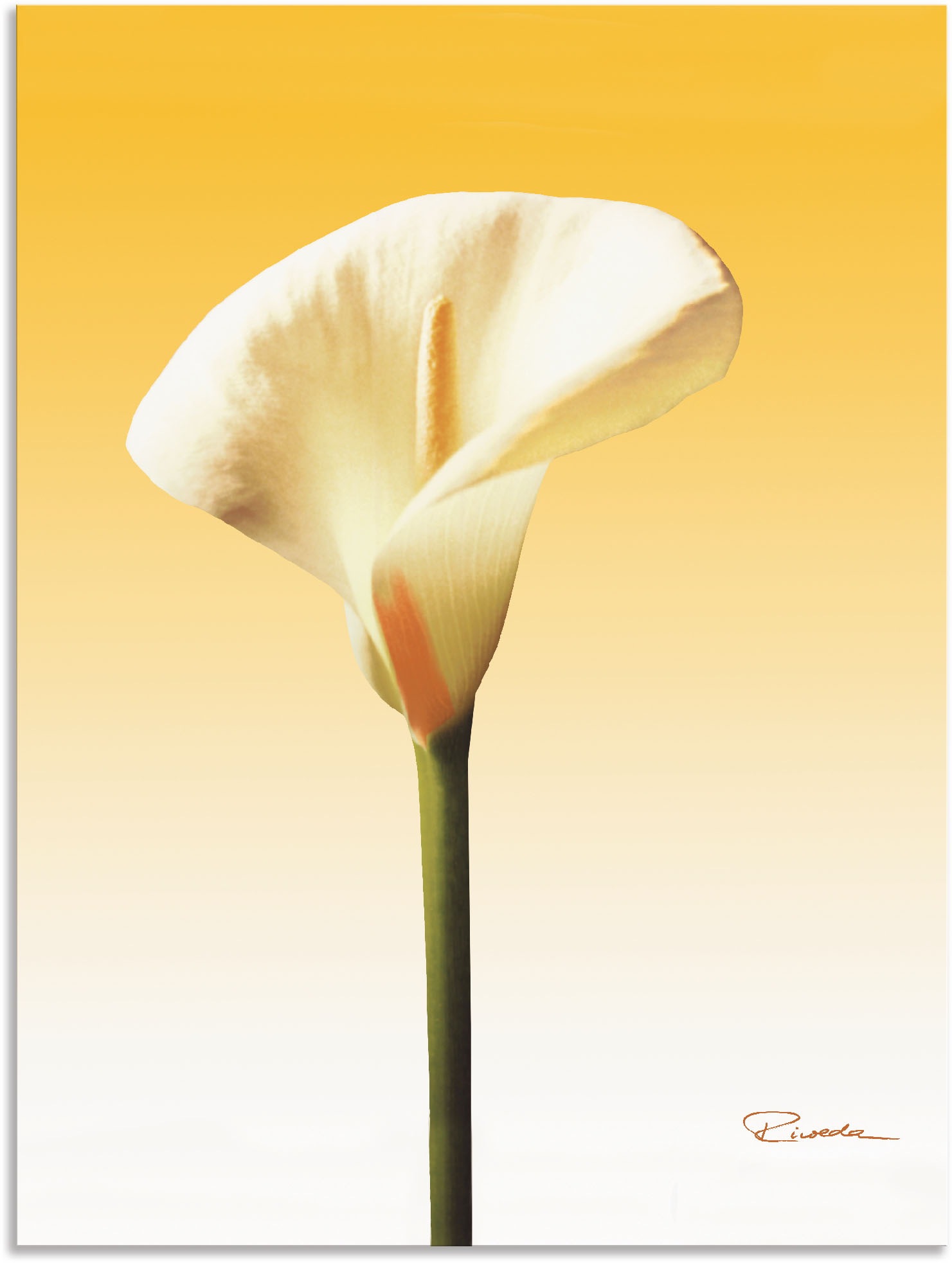 Artland Leinwandbild, oder Wandaufkleber II«, Alubild, | »Sonnenschein Blumenbilder, kaufen online versch. in Wandbild Calla Jelmoli-Versand Grössen St.), (1 Poster als