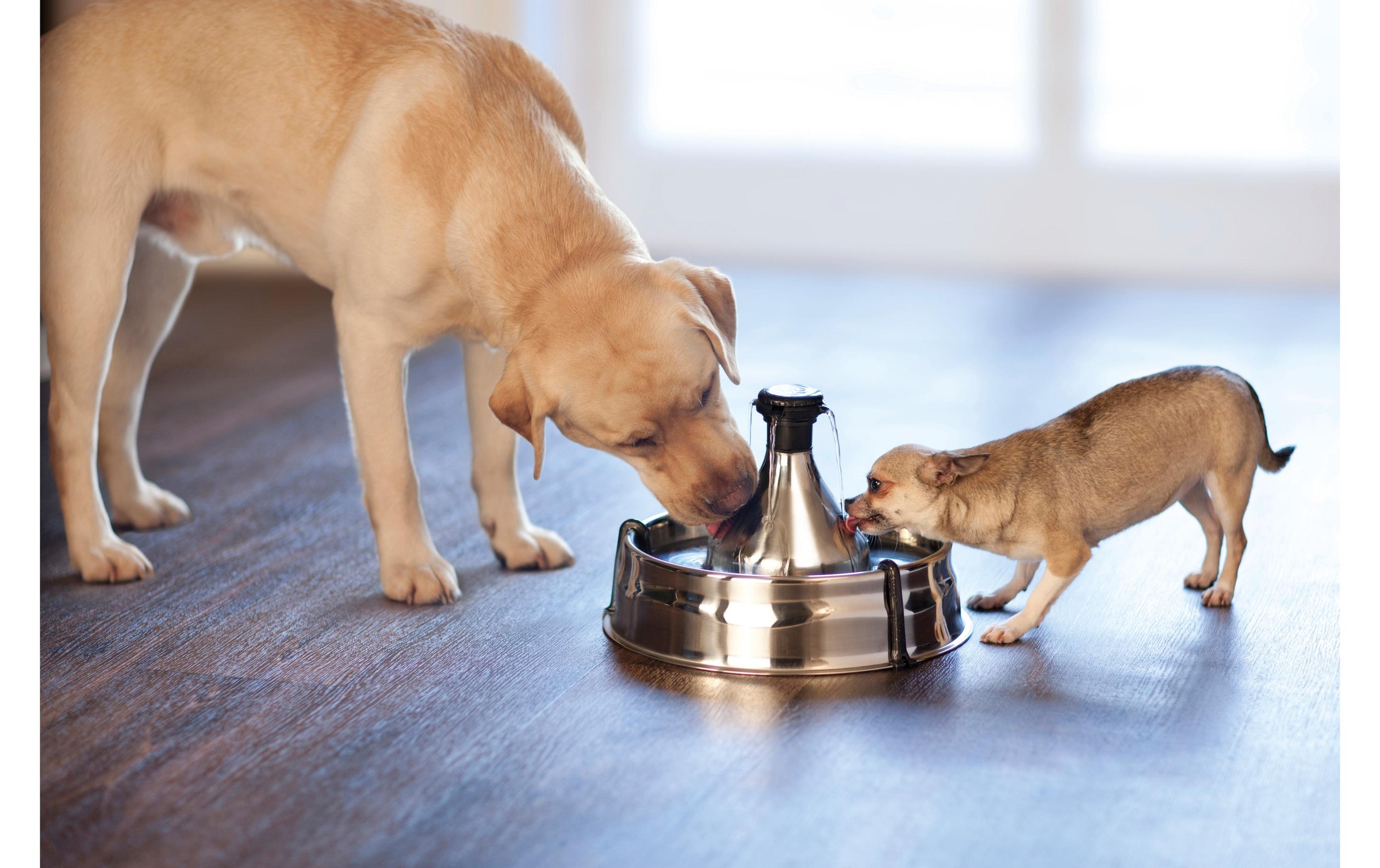 PetSafe Wasserspender »PetSafe Drinkwell 360«