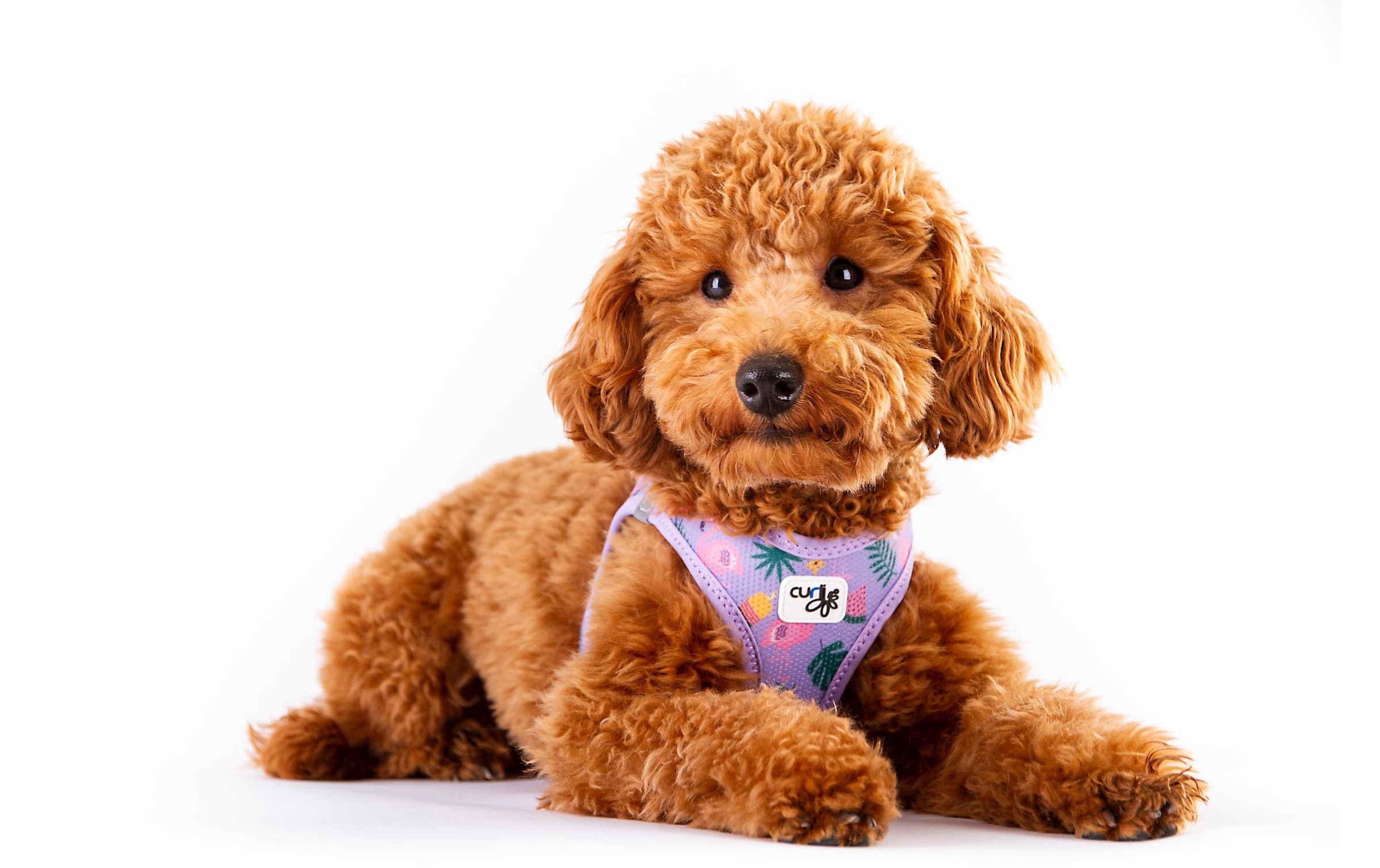 Curli Hunde-Geschirr »Vest Air-Mesh XL, Lavendel-Flamingo, SE 2023«, Polyester