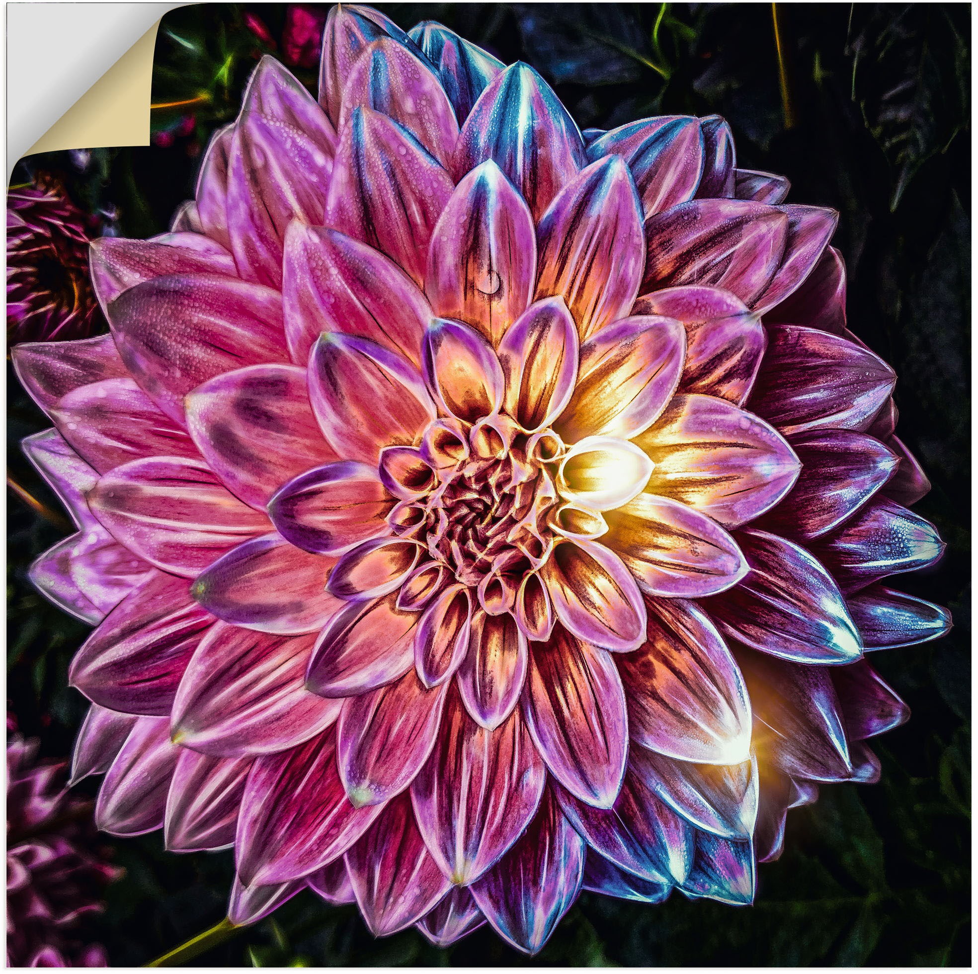 Artland Wandbild »Lila Blüte beleuchtet«, Blumenbilder, (1 St.), als Alubild,  Leinwandbild, Wandaufkleber oder Poster in versch. Grössen online bestellen  | Jelmoli-Versand
