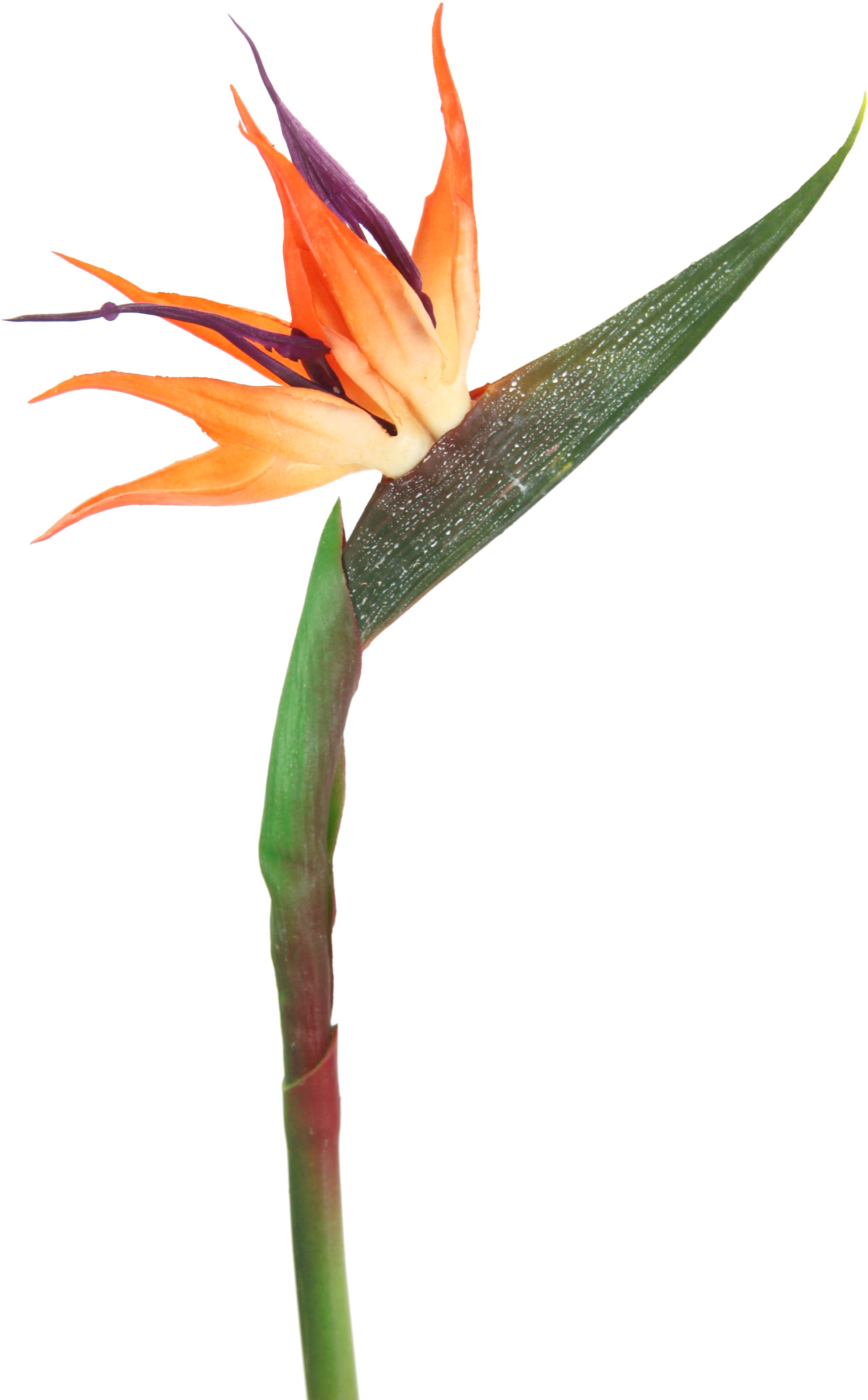 I.GE.A. Kunstblume »Künstliche Blume Strelitzie Paradiesvogelblume  Exotischer Dekozweig«, Zweig Einzelblume Dekoblume Stielblume Hochzeit  Dekoration online bestellen | Jelmoli-Versand