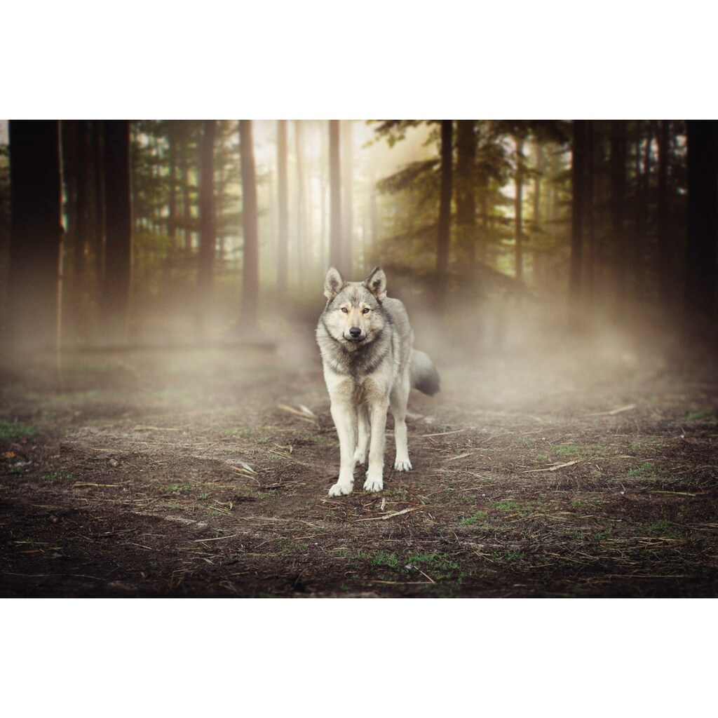 Papermoon Fototapete »Wolf im Wald«