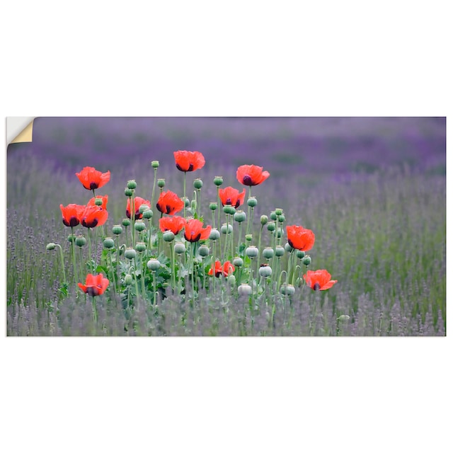 Artland Wandbild »Lavendelfarm in Sequim - Mohnblumen«, Blumenwiese, (1 St.),  als Leinwandbild, Poster, Wandaufkleber in verschied. Grössen online  bestellen | Jelmoli-Versand