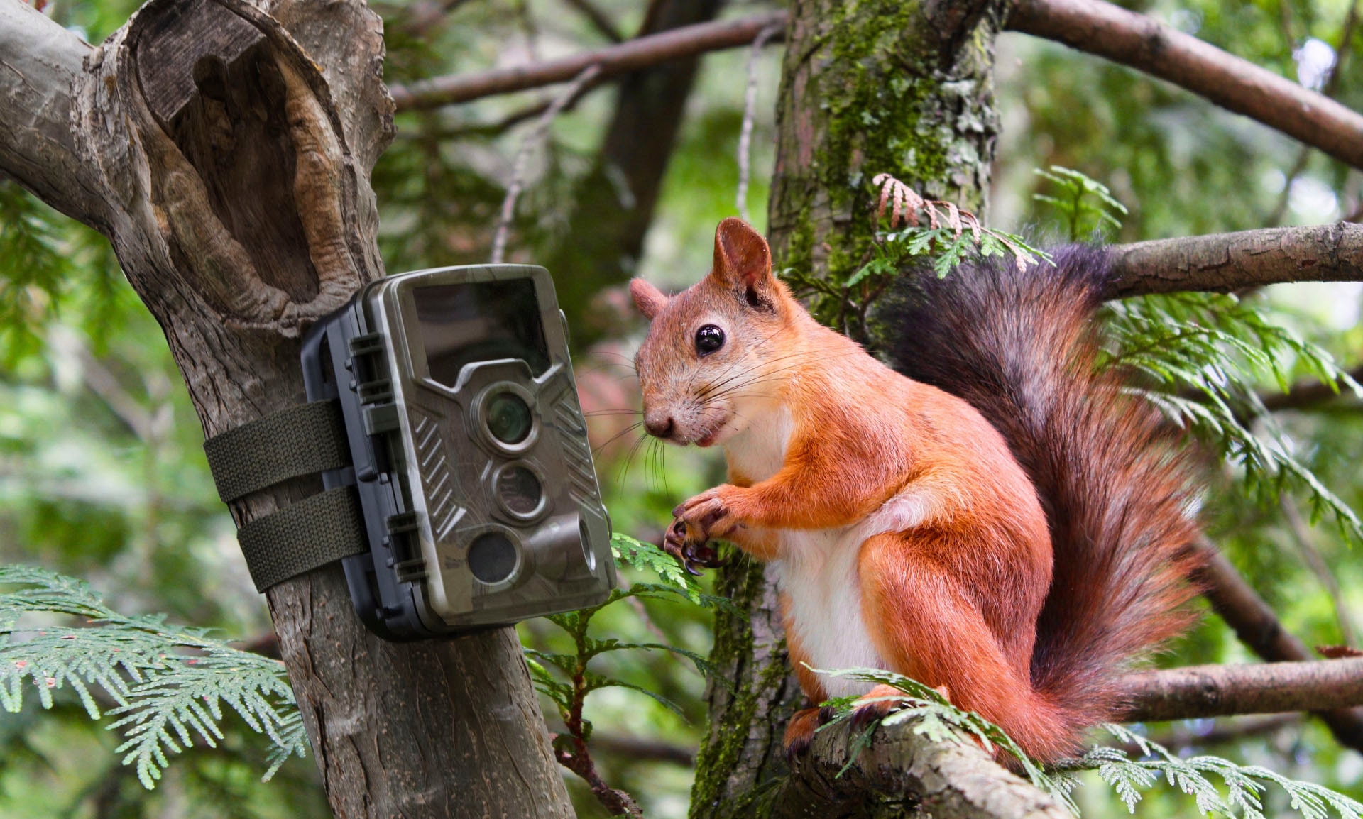 Technaxx Überwachungskamera »Nature Wild Cam 8MP TX-125«, Innenbereich-Aussenbereich, (1 tlg.)