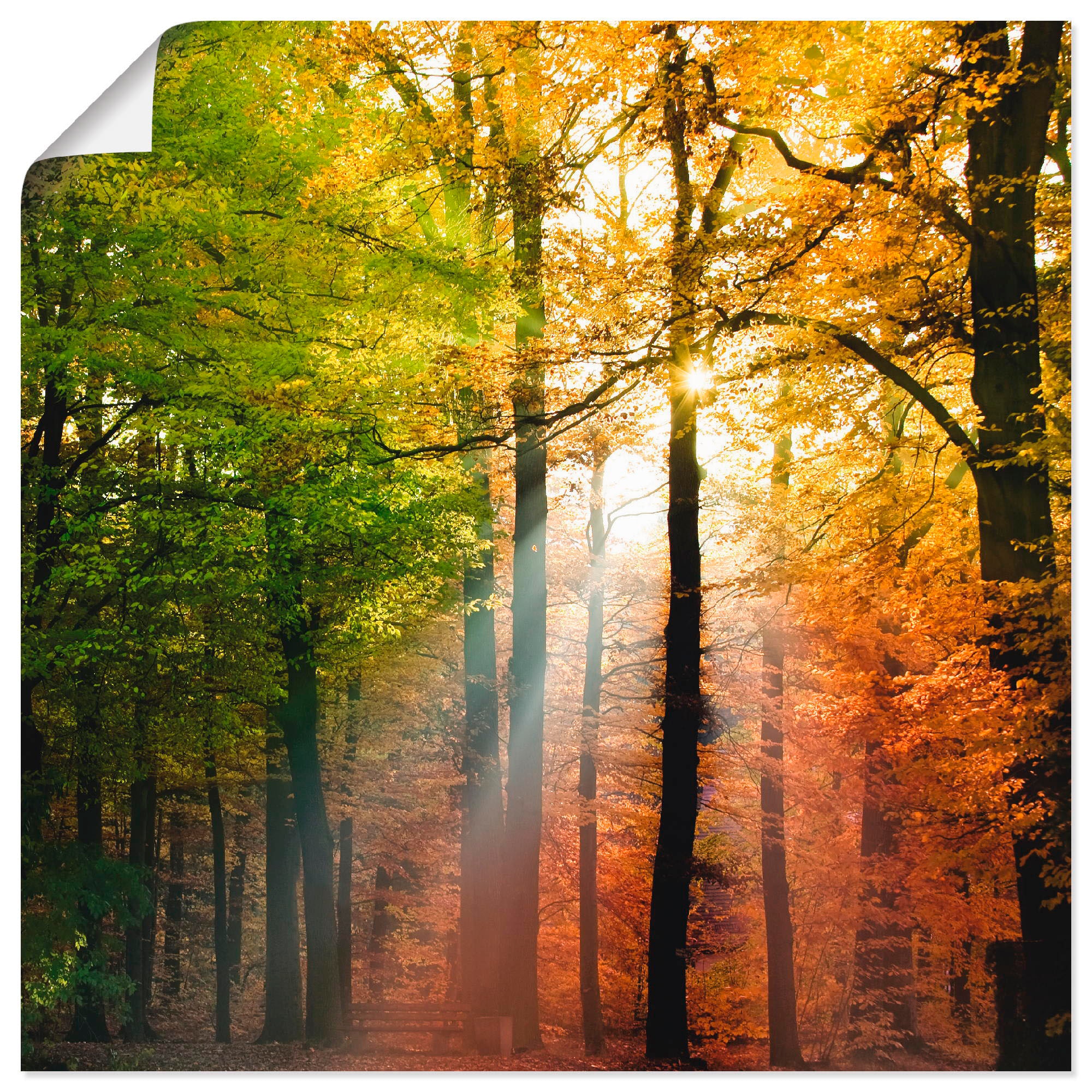 St.), oder | Herbsttag Wald, Wandbild kaufen Grössen in »Schöner versch. Wandaufkleber Alubild, Poster online (1 Leinwandbild, Artland als Jelmoli-Versand 2«,