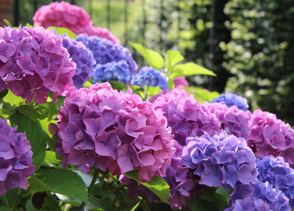 Papermoon Fototapete »Hydrangea Macrophylla«