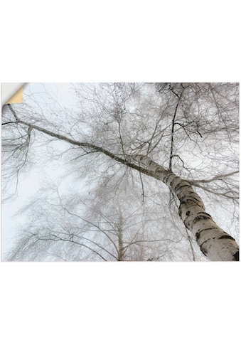 Wandbild »Winter Birke«, Bäume, (1 St.)