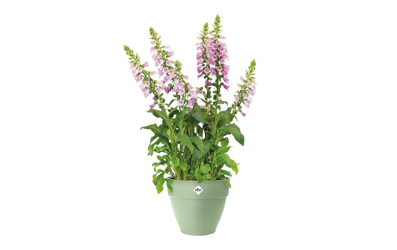 Elho Blumentopf "Vibia Campana Rund"