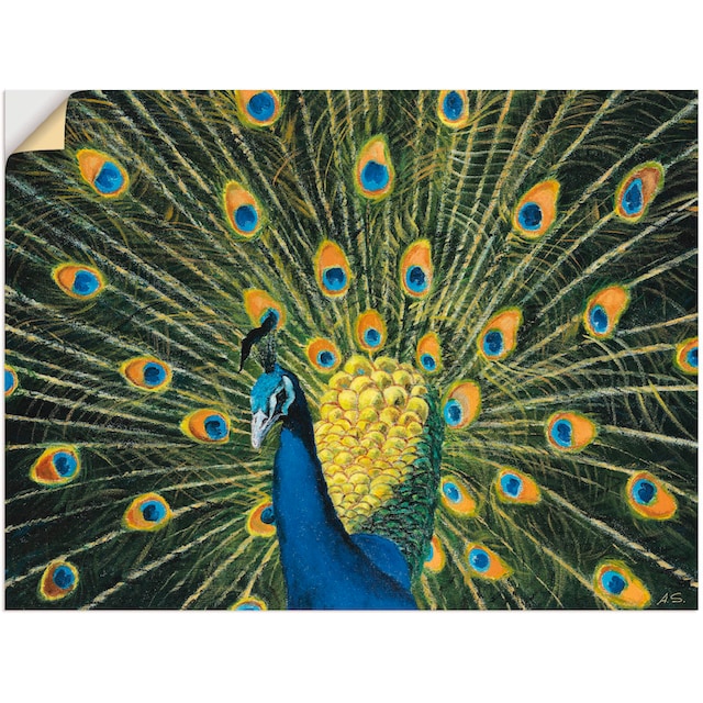 Artland Wandbild »Pfau«, Vögel, (1 St.) online kaufen | Jelmoli-Versand