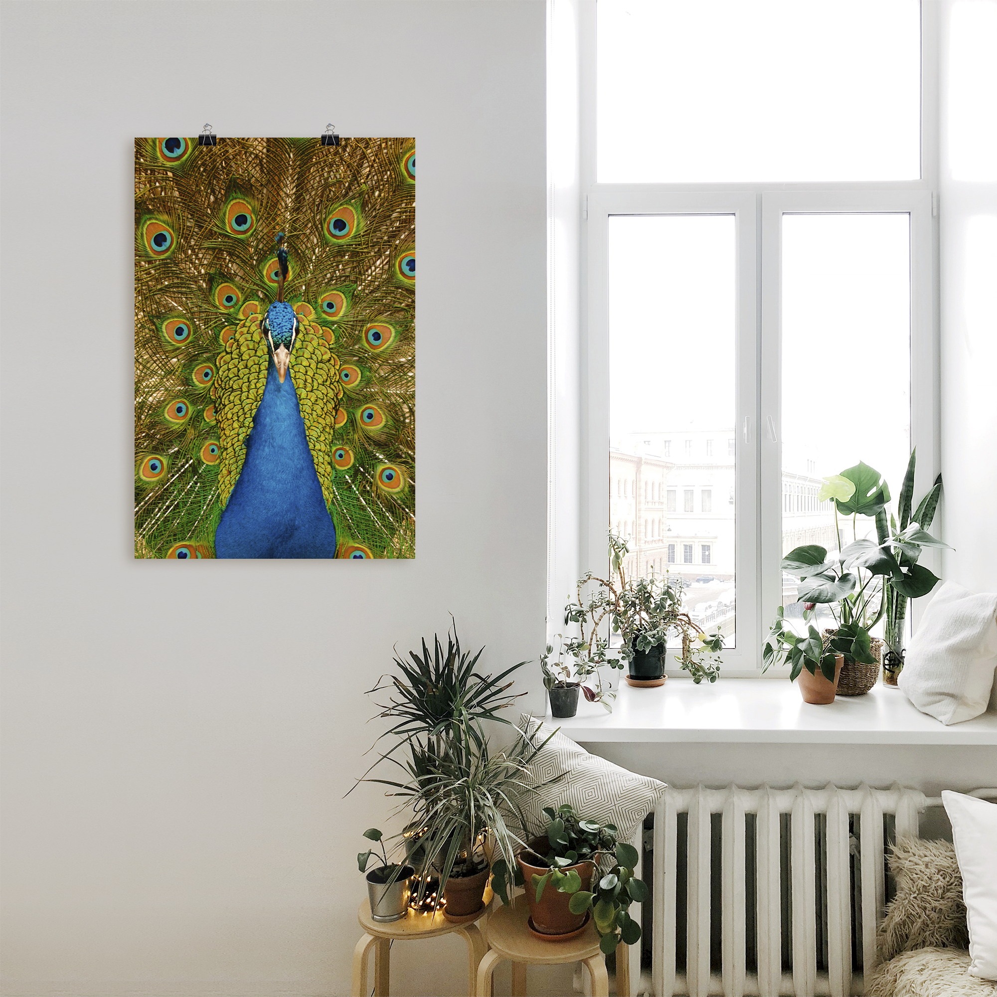 Artland Poster »Stolzer Pfau«, Vögel, (1 St.), als Alubild, Leinwandbild, Wandaufkleber oder Poster in versch. Grössen