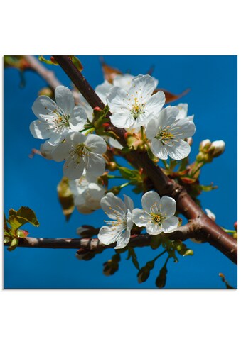 Artland Glasbild »Kirschblütenzweig«, Blumen, (1 St.) kaufen