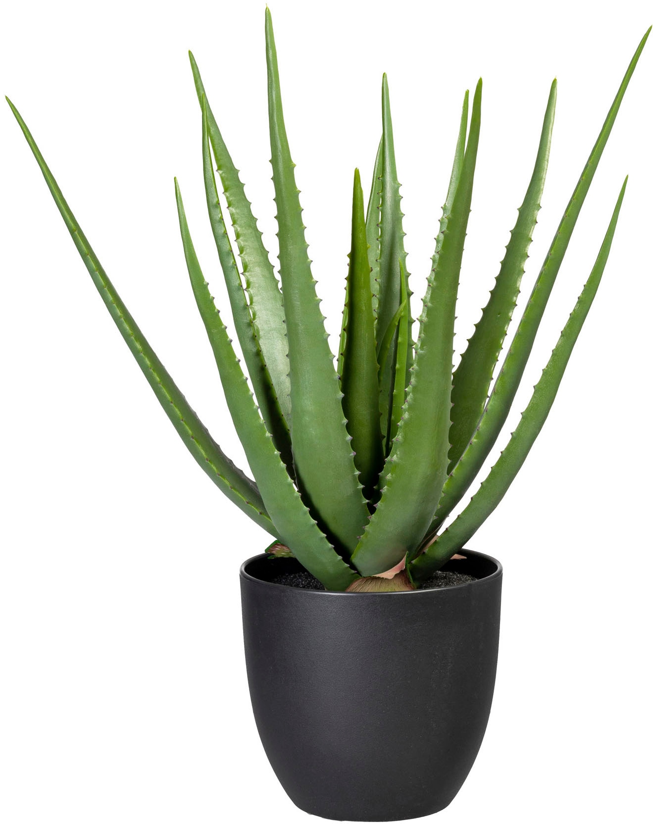 green Künstliche »Aloe« | Zimmerpflanze online Creativ bestellen Jelmoli-Versand