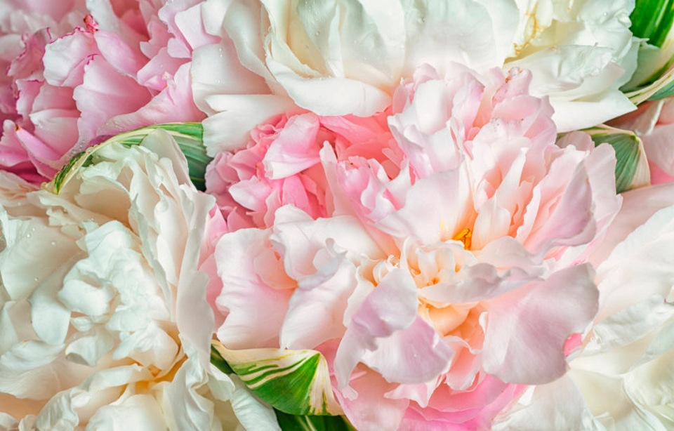 Papermoon Fototapete »Blooming Peonies«