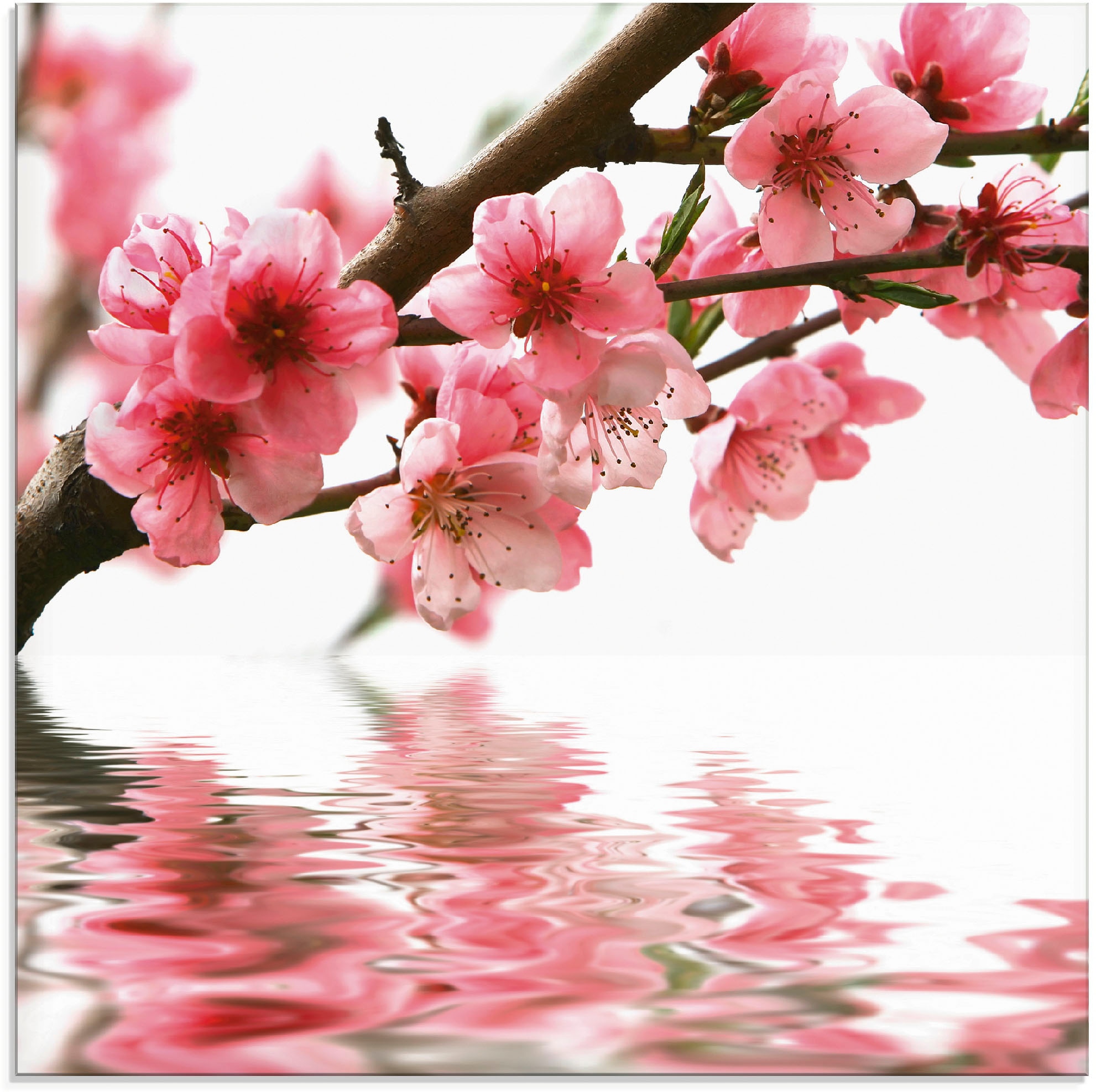 Artland Glasbild »Pfirsichblüten reflektieren im Wasser«, Blumen, (1 St.), in verschiedenen Grössen