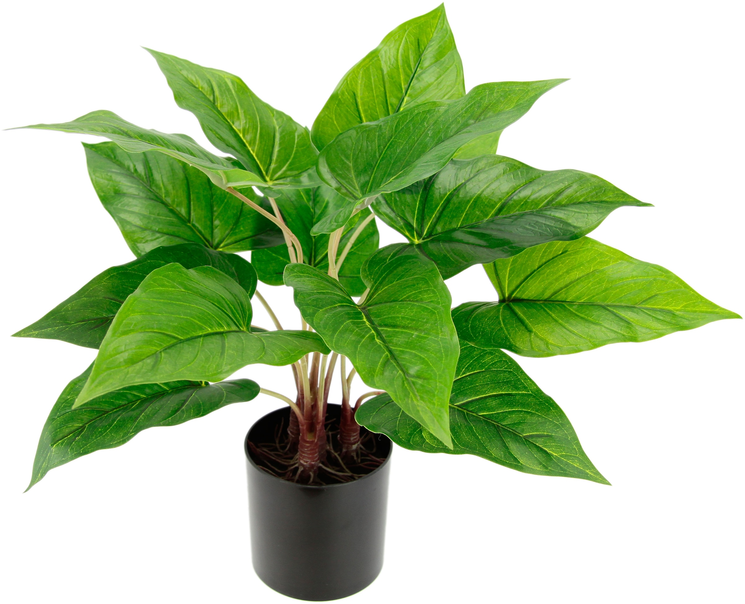 online green Zimmerpflanze Creativ | »Goldschuppenfarn« Jelmoli-Versand Künstliche kaufen