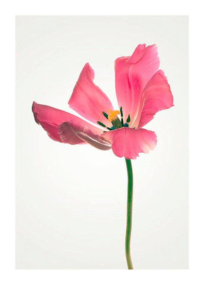 ❤ Komar Poster Wohnzimmer Shop Blumen, Kinderzimmer, (1 Jelmoli-Online Schlafzimmer, kaufen im »Tulip«, St.)