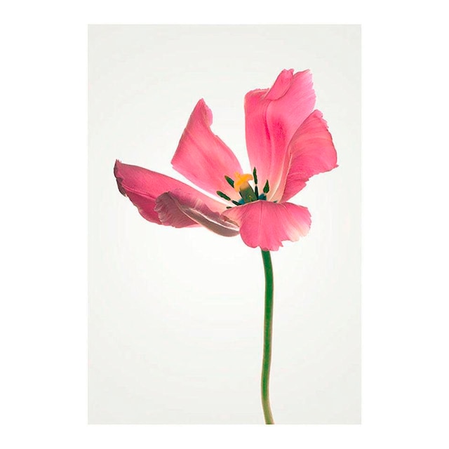 ❤ Komar Poster »Tulip«, Blumen, (1 St.), Kinderzimmer, Schlafzimmer,  Wohnzimmer kaufen im Jelmoli-Online Shop
