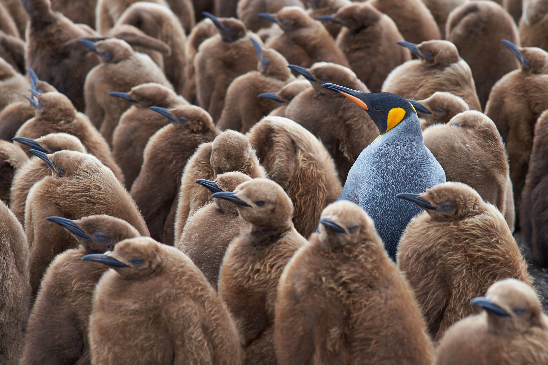 Papermoon Fototapete »KÖNIG PINGUIN UND KÃƒÅ’KEN-FALKLAND INSEL TIERE VÖGEL MEER«