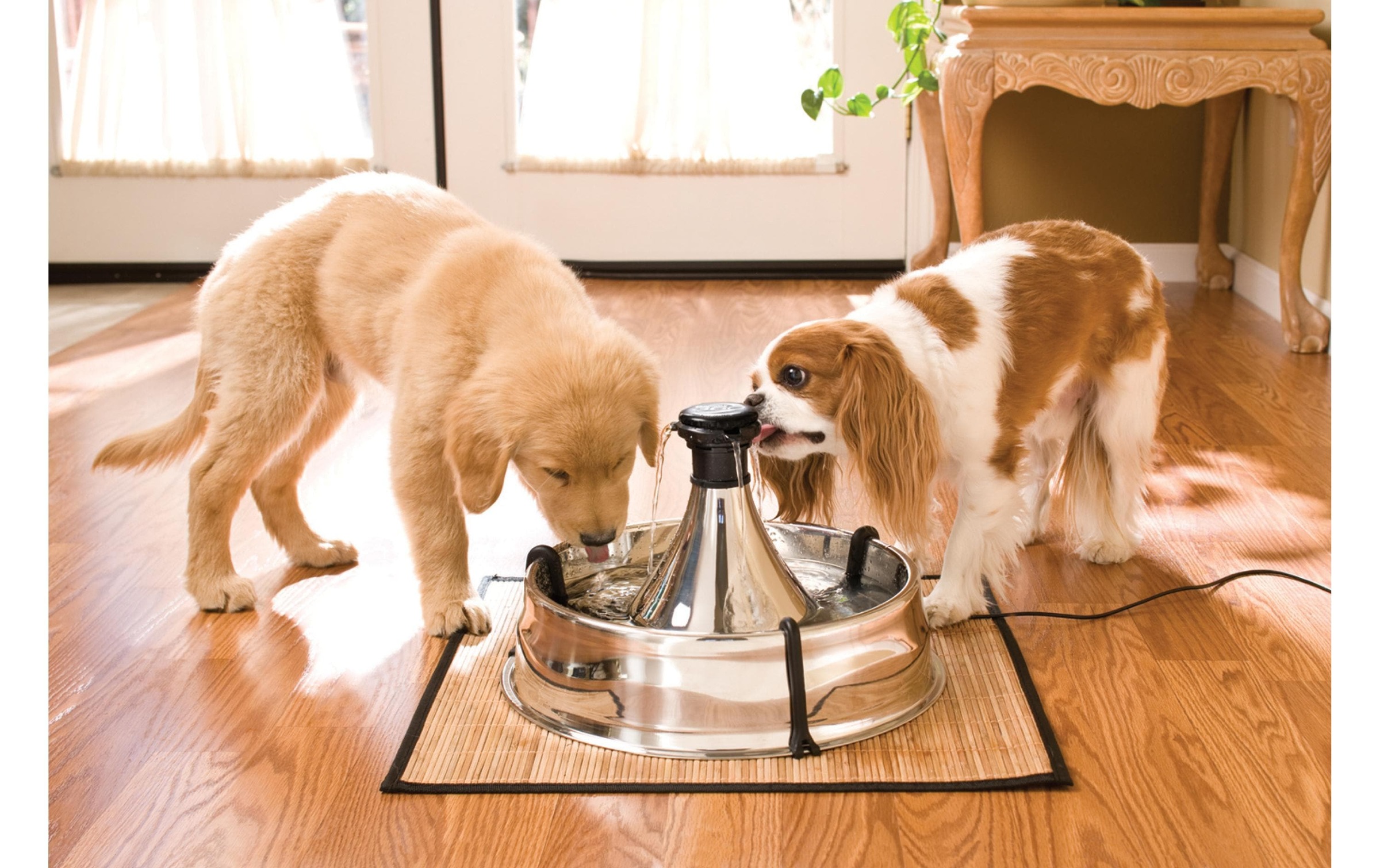 PetSafe Wasserspender »PetSafe Drinkwell 360«