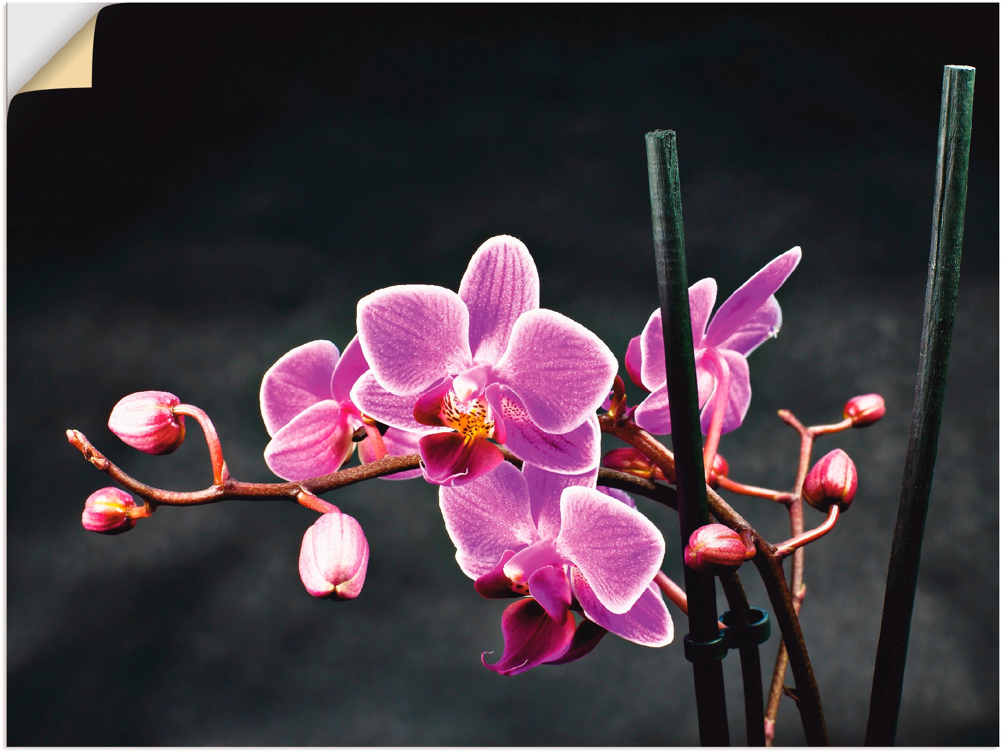 | versch. oder in Hintergrund«, schwarzem Blumen, Poster Wandaufkleber vor online Jelmoli-Versand St.), Artland (1 kaufen Grössen Leinwandbild, als Orchidee »Eine Wandbild