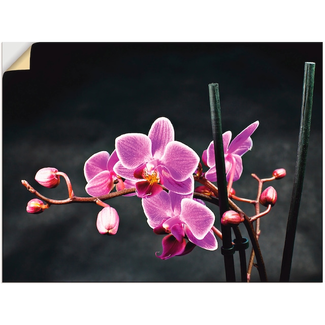 Artland Wandbild »Eine Orchidee vor schwarzem Hintergrund«, Blumen, (1 St.),  als Leinwandbild, Wandaufkleber oder Poster in versch. Grössen online  kaufen | Jelmoli-Versand