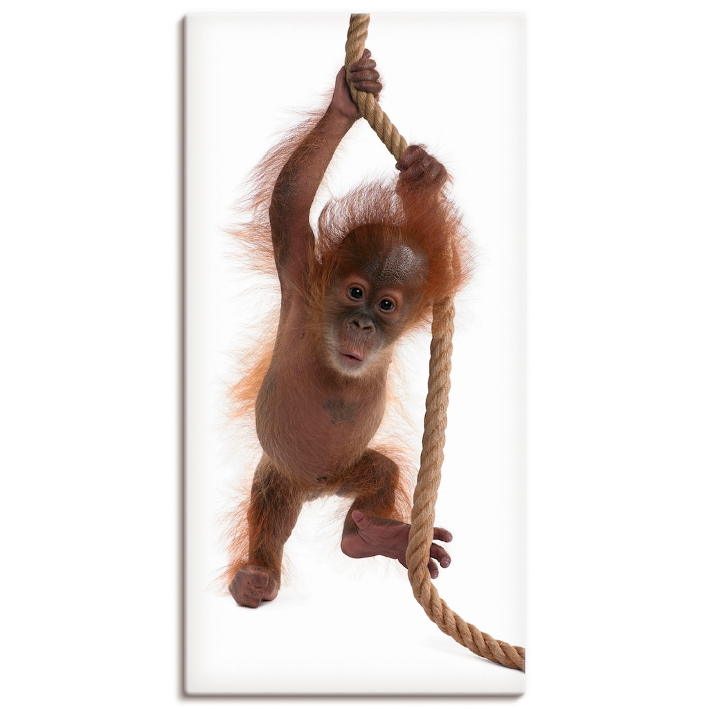 Artland Wandbild »Baby Orang Utan hängt am Seil I«, Wildtiere, (1 St.)