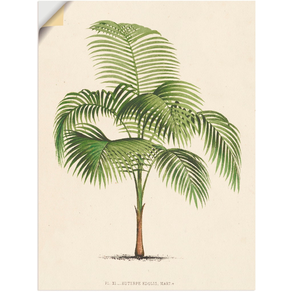Artland Wandfolie »Palme I«, Pflanzen, (1 St.)