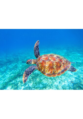 Fototapete »Big Green Sea Turtle«