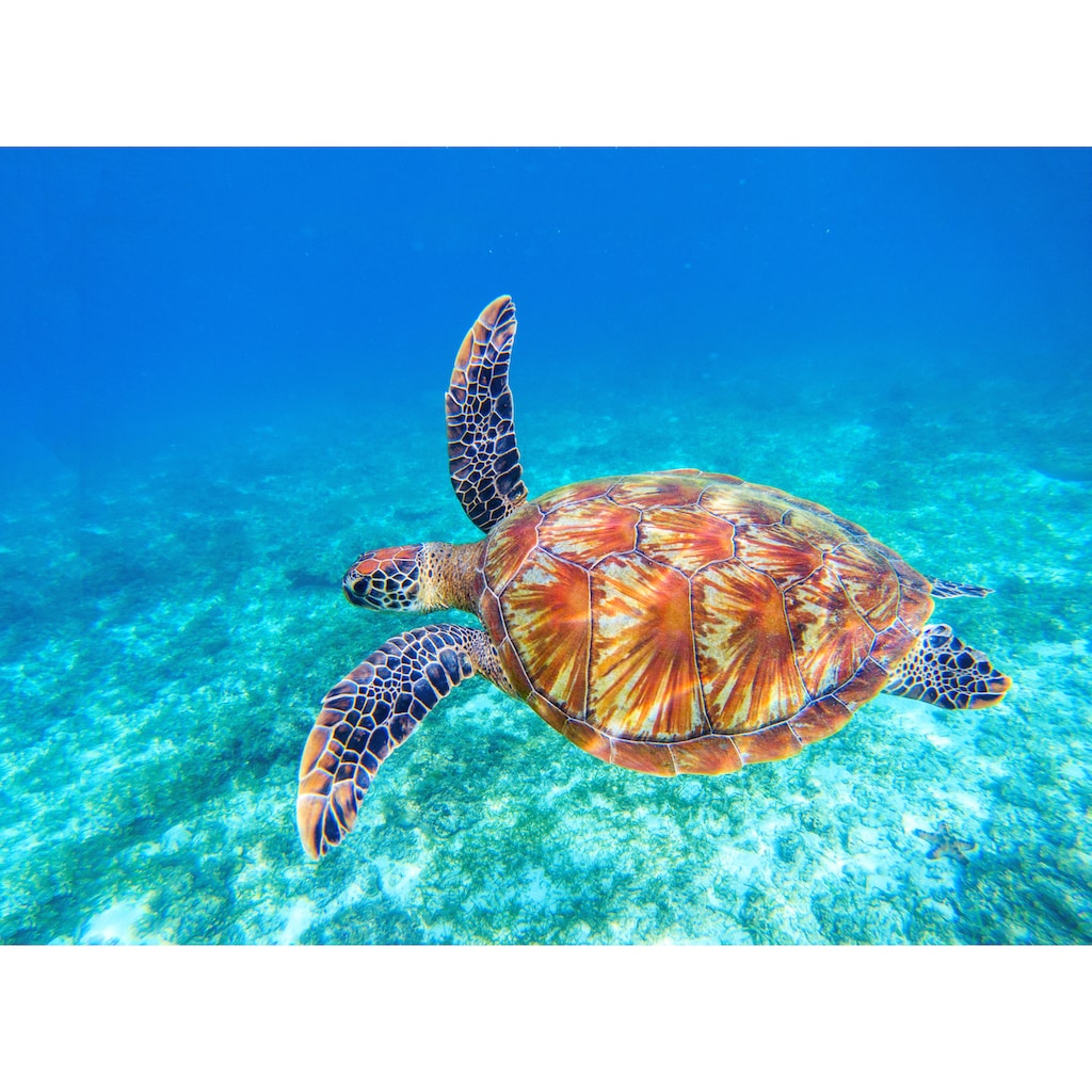 Papermoon Fototapete »Big Green Sea Turtle«