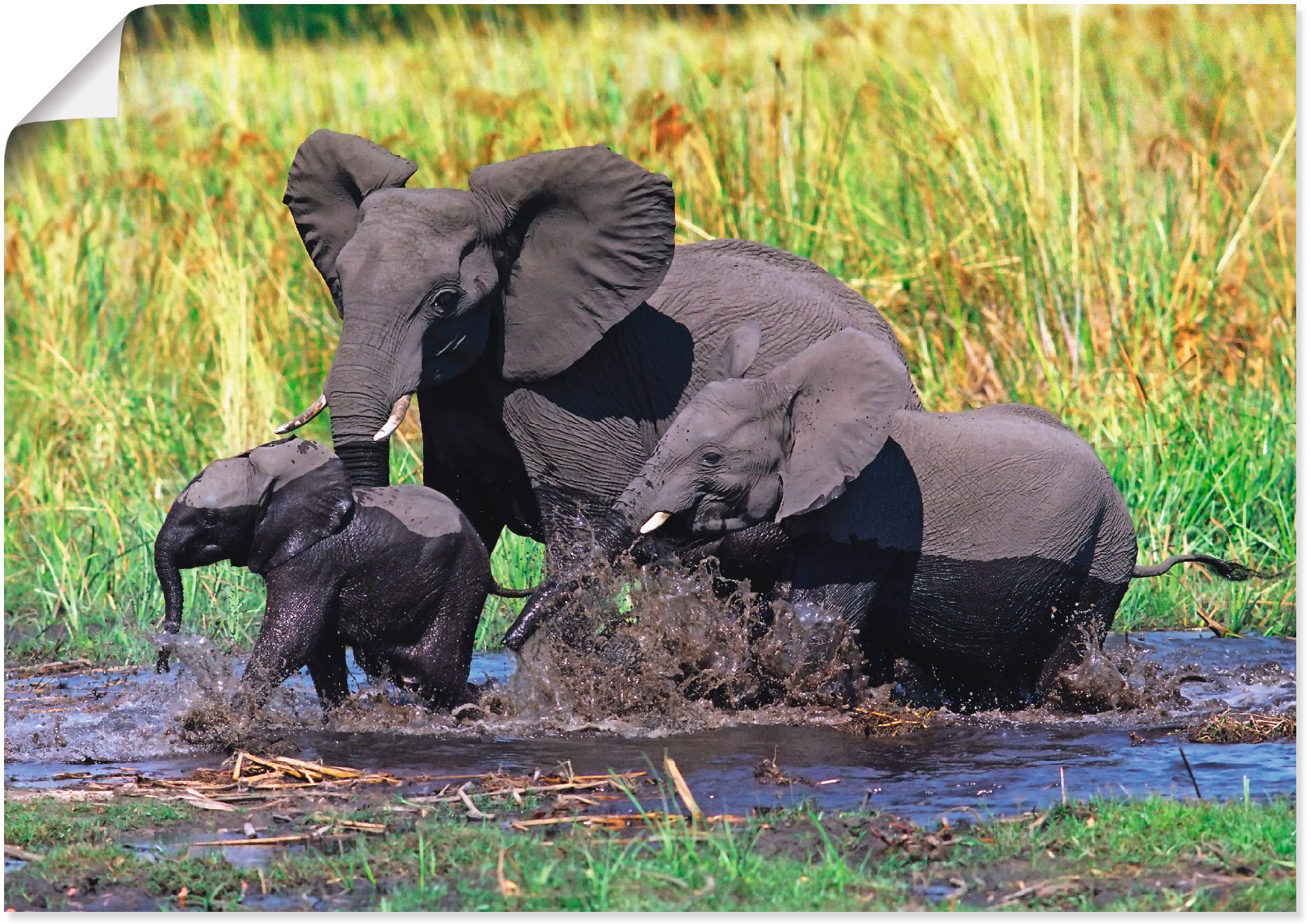 Artland Wandbild »Elefantenfamilie«, Wildtiere, (1 versch. | in St.), Jelmoli-Versand als Grössen kaufen Poster Wandaufkleber Leinwandbild, Alubild, oder online