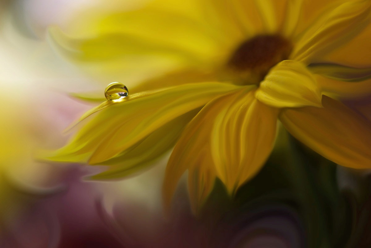 Papermoon Fototapete »Wasssertropfen auf Blume«