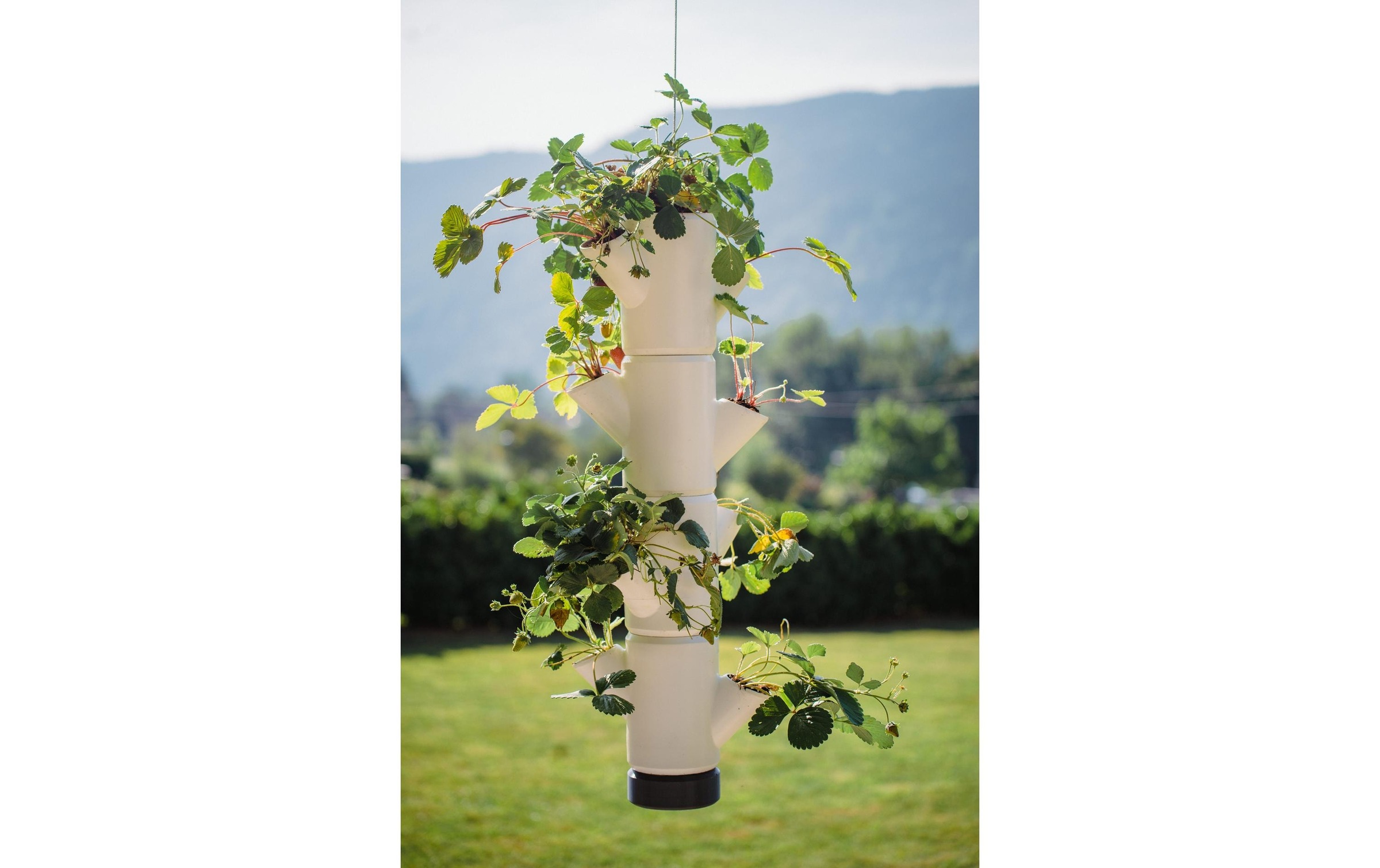 Gusta Garden Anzuchttopf »STRAWBERRY hanging anthrazit«, (1 St.)