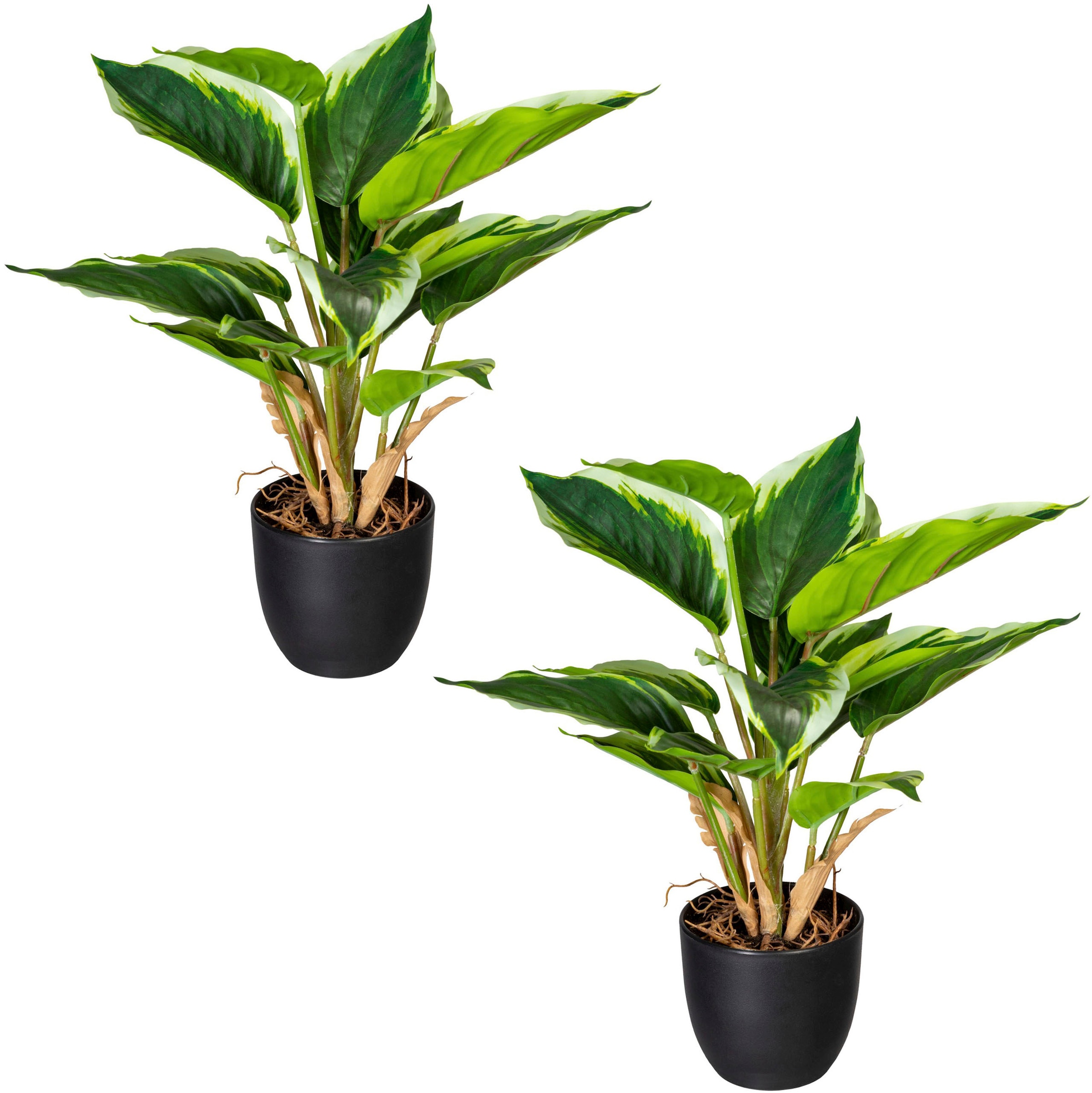 Creativ green Künstliche Zimmerpflanze Jelmoli-Versand kaufen »Strelitzia« | online