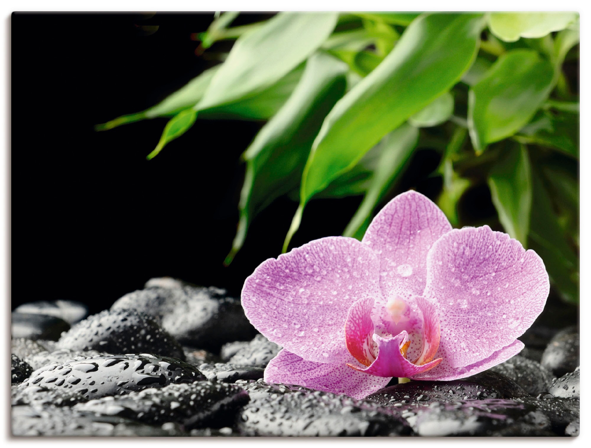 Artland Wandbild | auf Steinen«, als Wandaufkleber Orchidee Blumen, schwarzen Alubild, Grössen Zen bestellen Leinwandbild, »Rosa online versch. (1 Jelmoli-Versand in St.), Poster oder