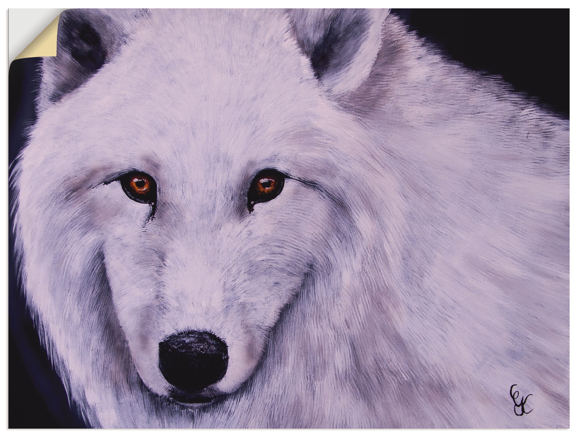 Artland Wandbild »Weisser Wolf«, Grössen (1 als St.), | Poster Wandaufkleber Wildtiere, Jelmoli-Versand versch. Alubild, online Leinwandbild, shoppen oder in