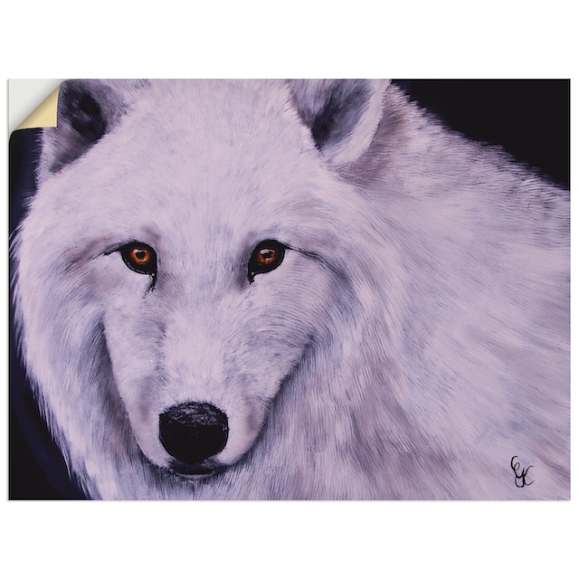 Artland Wandbild »Weisser Wolf«, Wildtiere, (1 St.), als Alubild,  Leinwandbild, Wandaufkleber oder Poster in versch. Grössen online shoppen |  Jelmoli-Versand