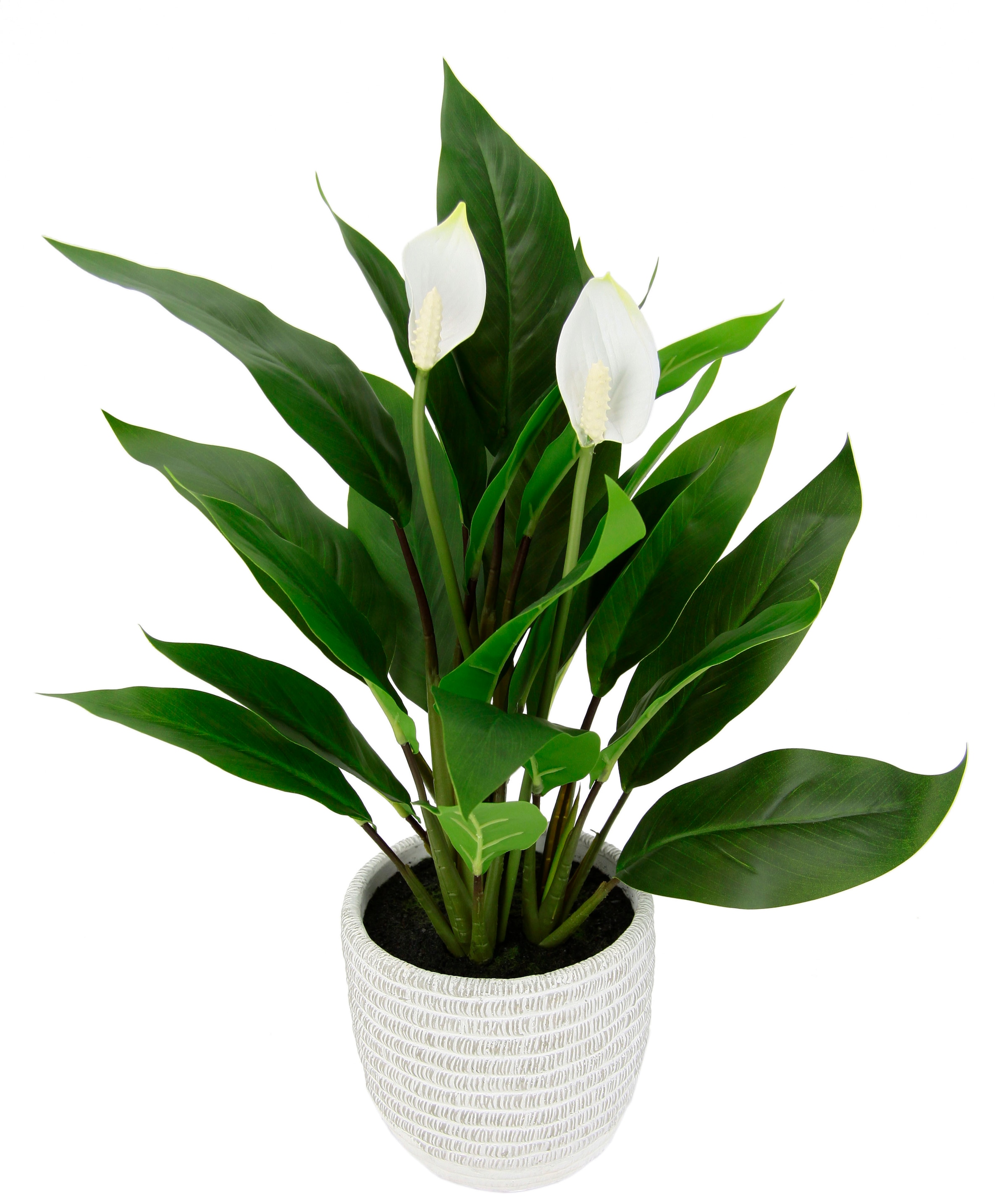 I.GE.A. Kunstpflanze »Spathiphyllum«, im Topf Anthurie Calla Flamingoblume exotische Pflanze...