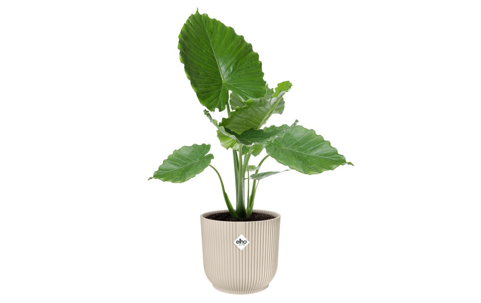 Elho Blumentopf "Vibes Fold Rund 30 cm"
