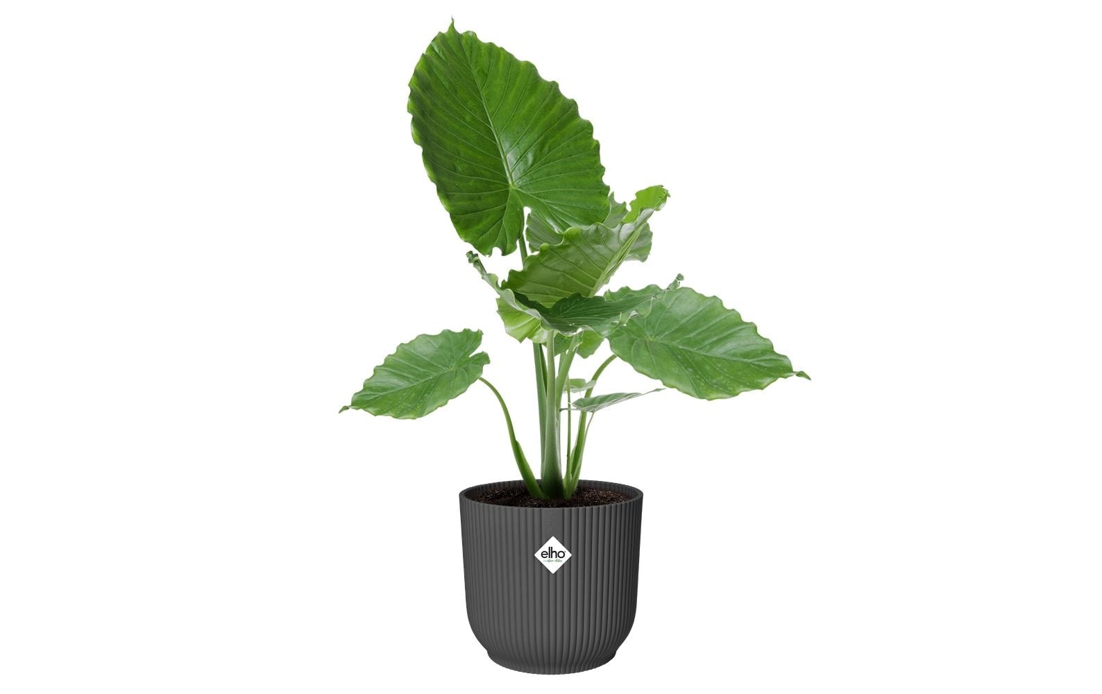 Elho Blumentopf "Vibes Fold Rund 30 cm"
