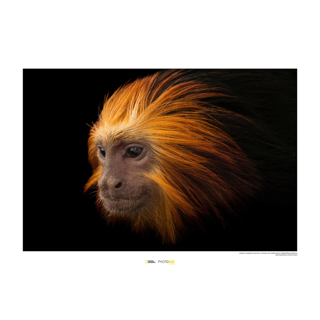 Komar Poster »Golden-headed Lion Tamarin«, Tiere