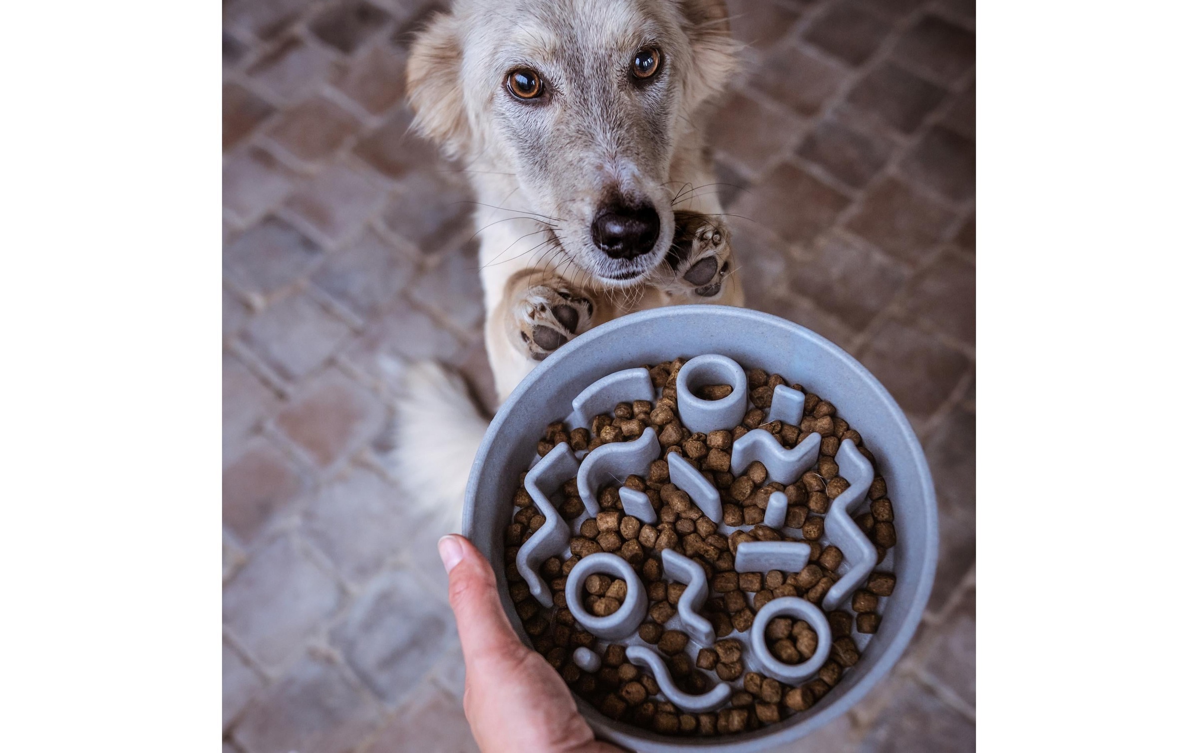 Futternapf »District 70 Bamboo Dog Slow Feeder«