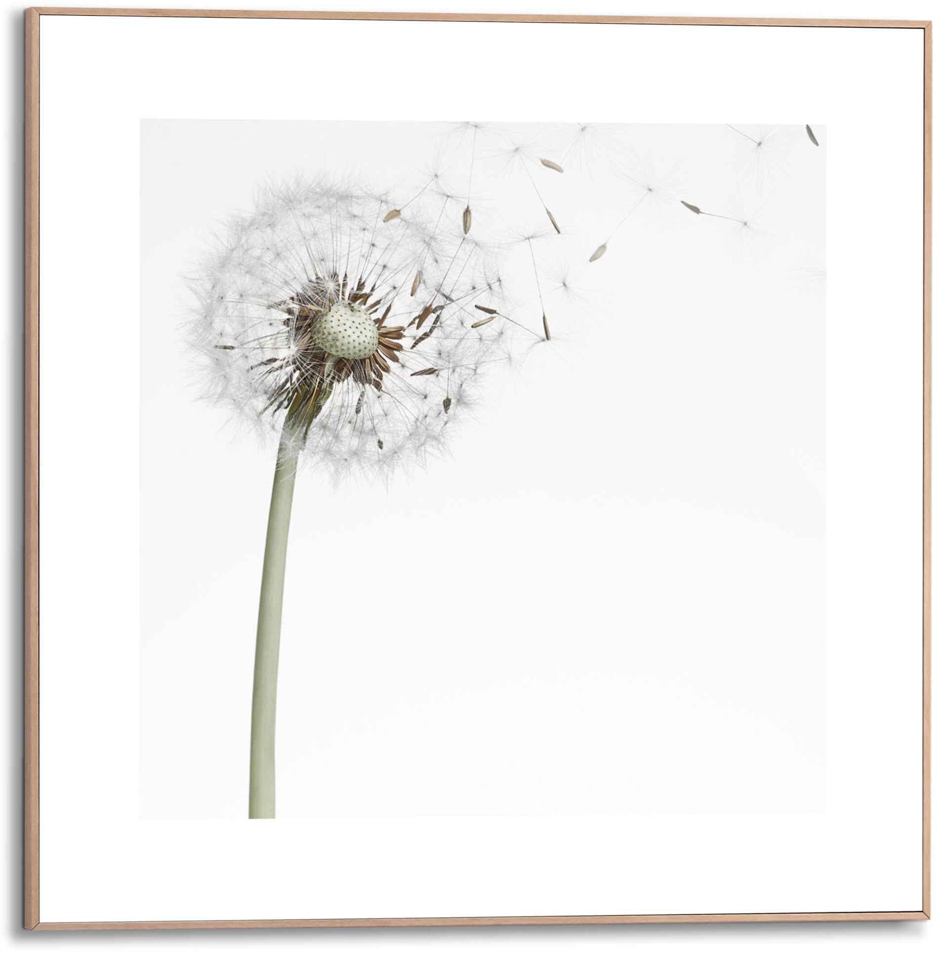 ❤ Reinders! Bild »Gerahmtes Bild Pusteblume«, Blumen, (1 St.) kaufen im  Jelmoli-Online Shop