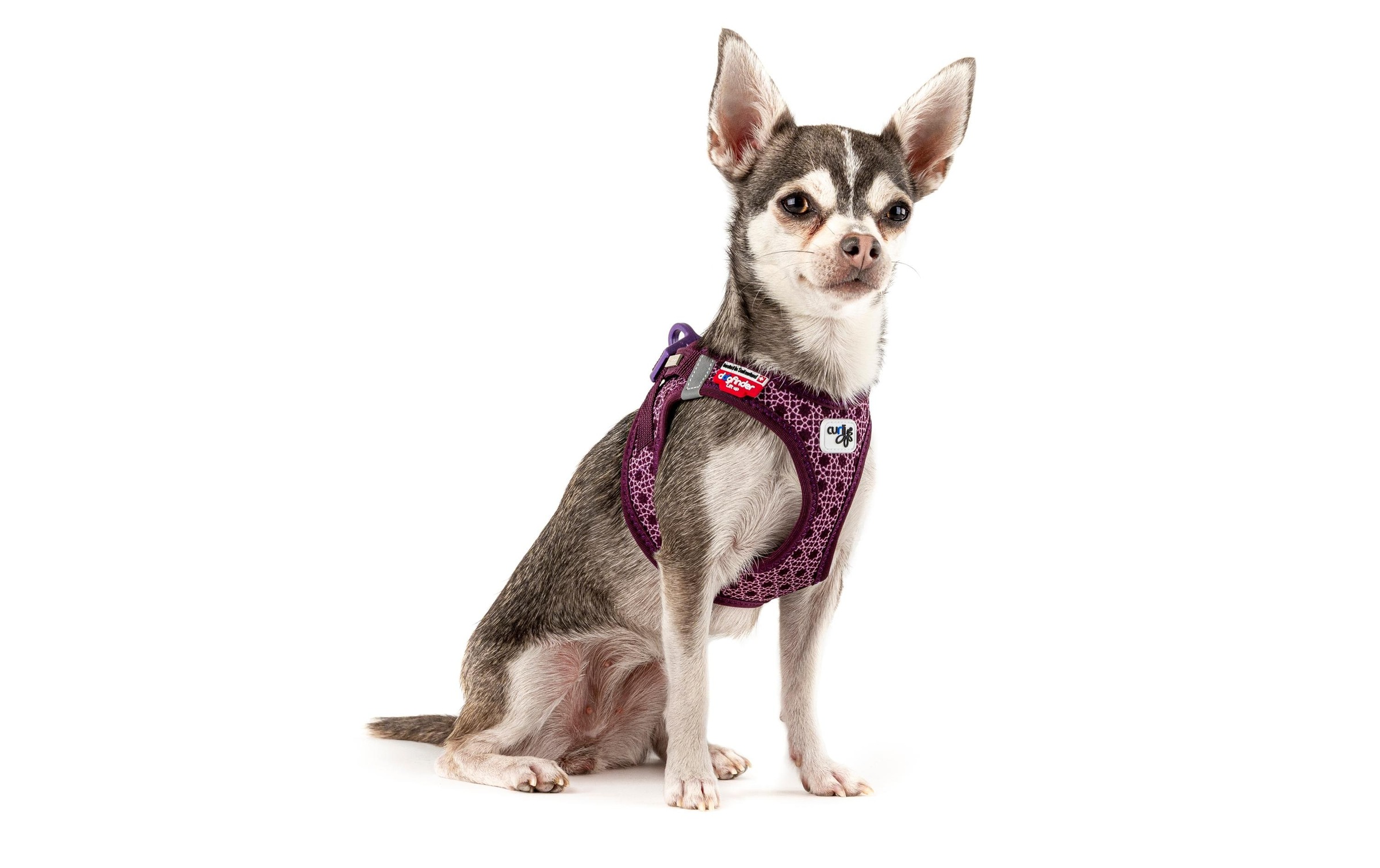 Curli Hunde-Geschirr »Vest Air-Mesh XL«, Polyester, Hunderasse: French Bulldog