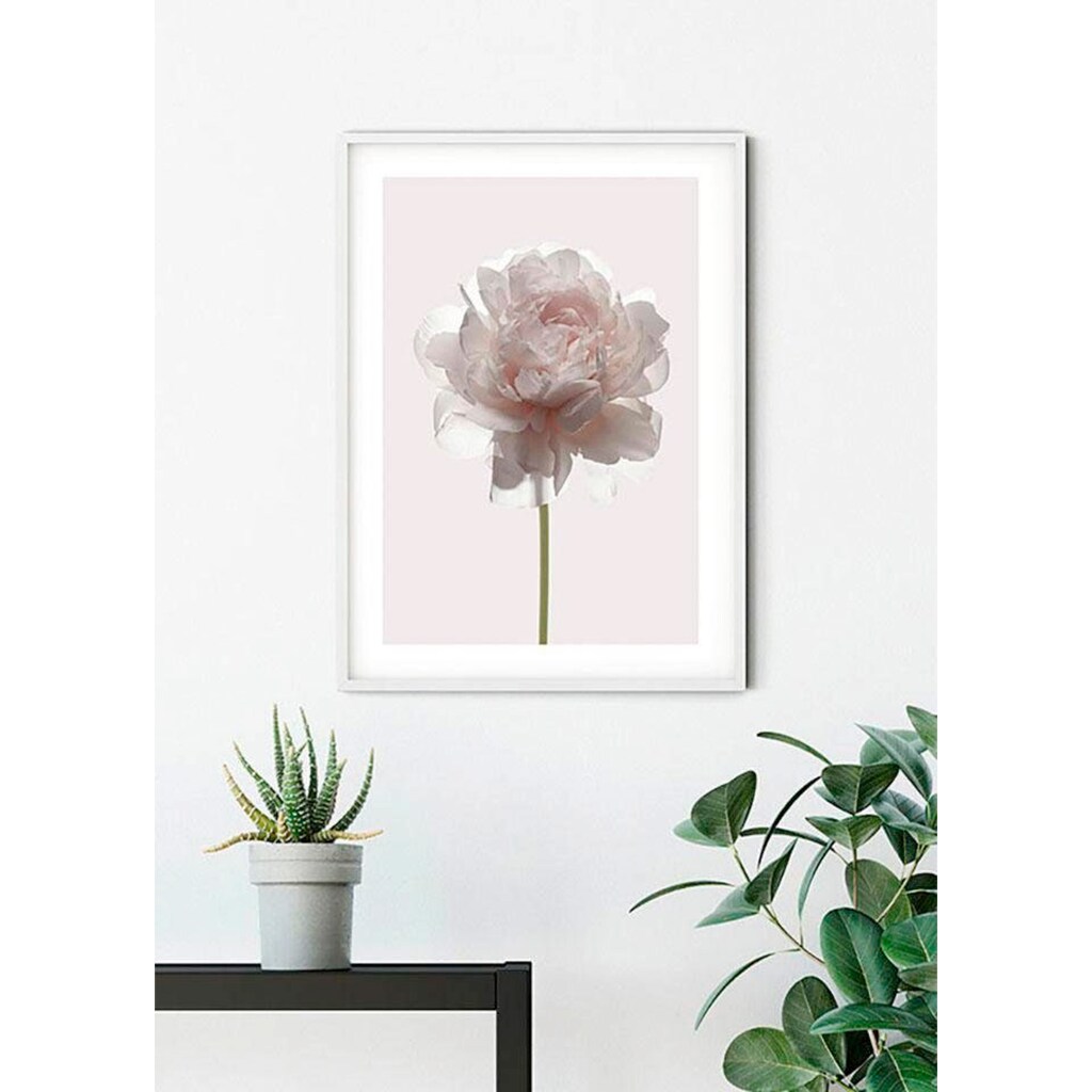 Komar Poster »Rose«, Blumen, (1 St.)