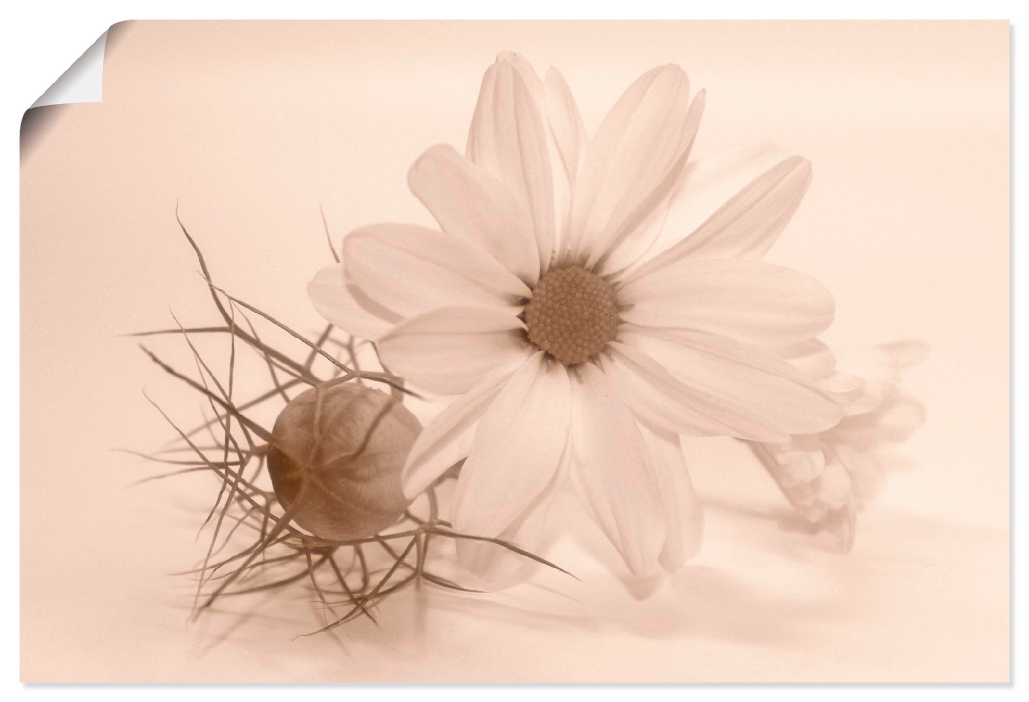 Artland Wandbild »Chrysantheme«, Blumen, (1 St.), als Alubild, Leinwandbild,... kaufen