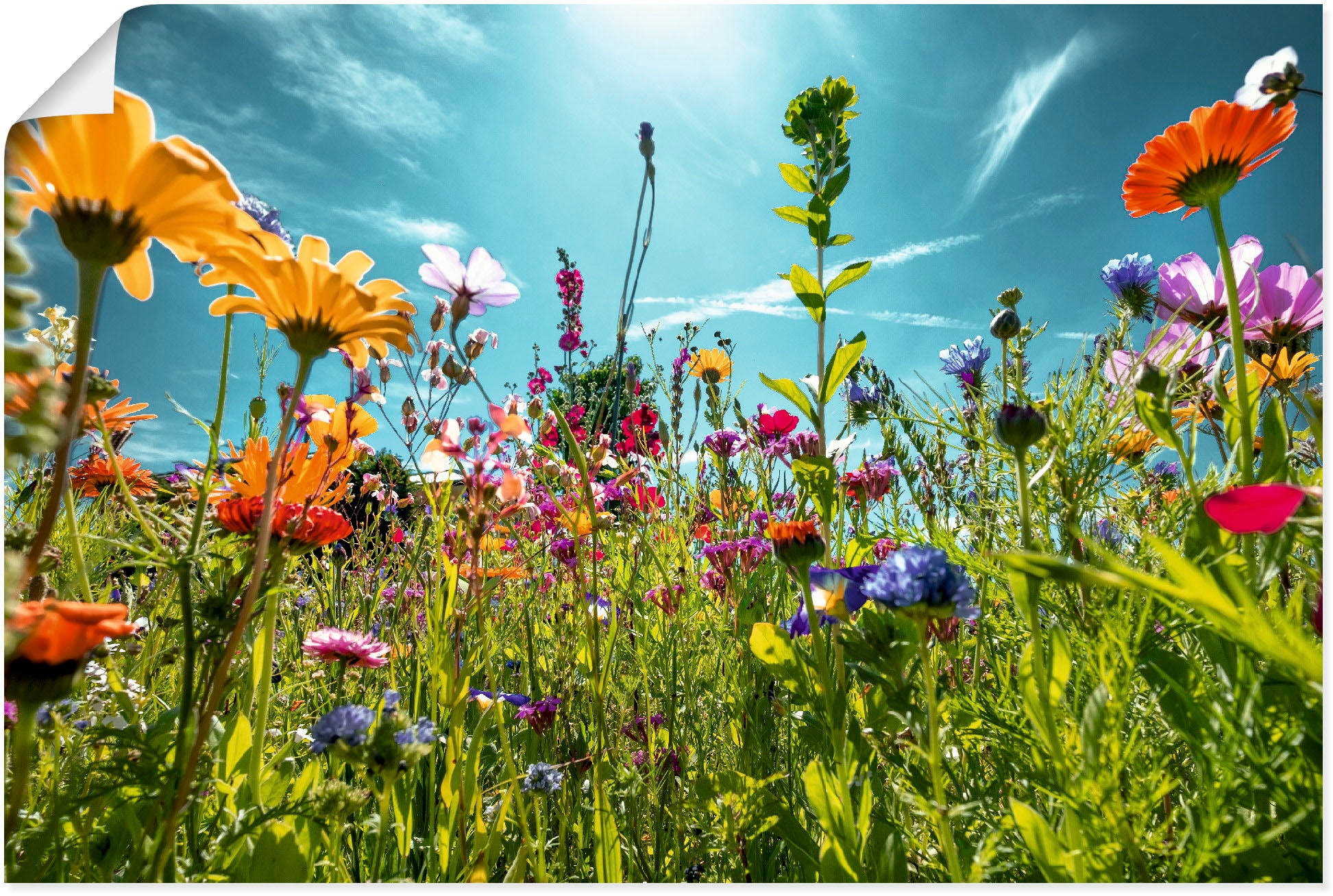 Artland Wandbild "Buntes Blumenfeld" Blumenwiese 1 Stk. tlg. als Alubild, Leinwandbild, Poster in verschied. Grössen