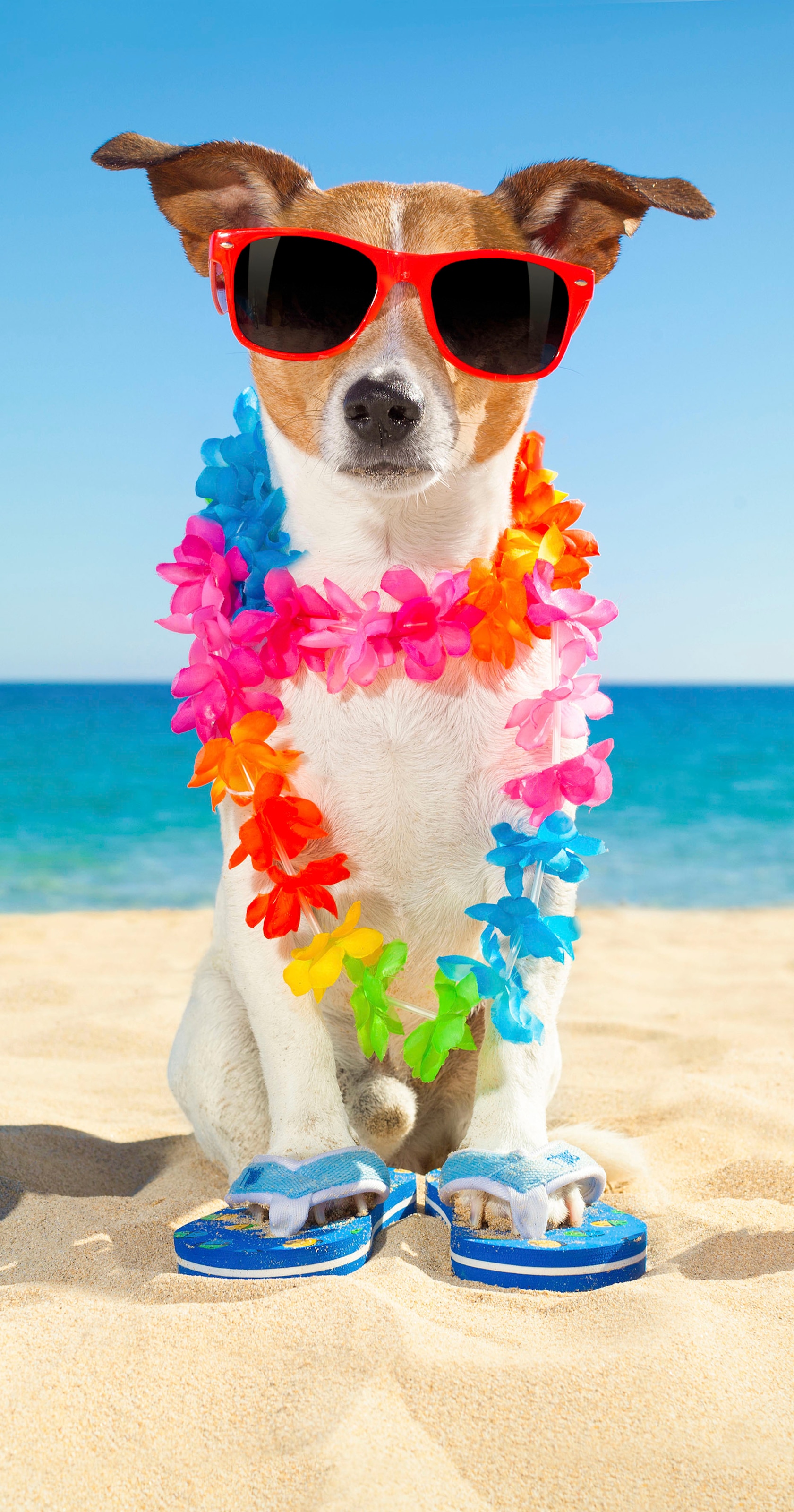 ✵ good morning Strandtuch »Buddy«, (1 St.), mit Hund & Sonnenbrille online  entdecken | Jelmoli-Versand