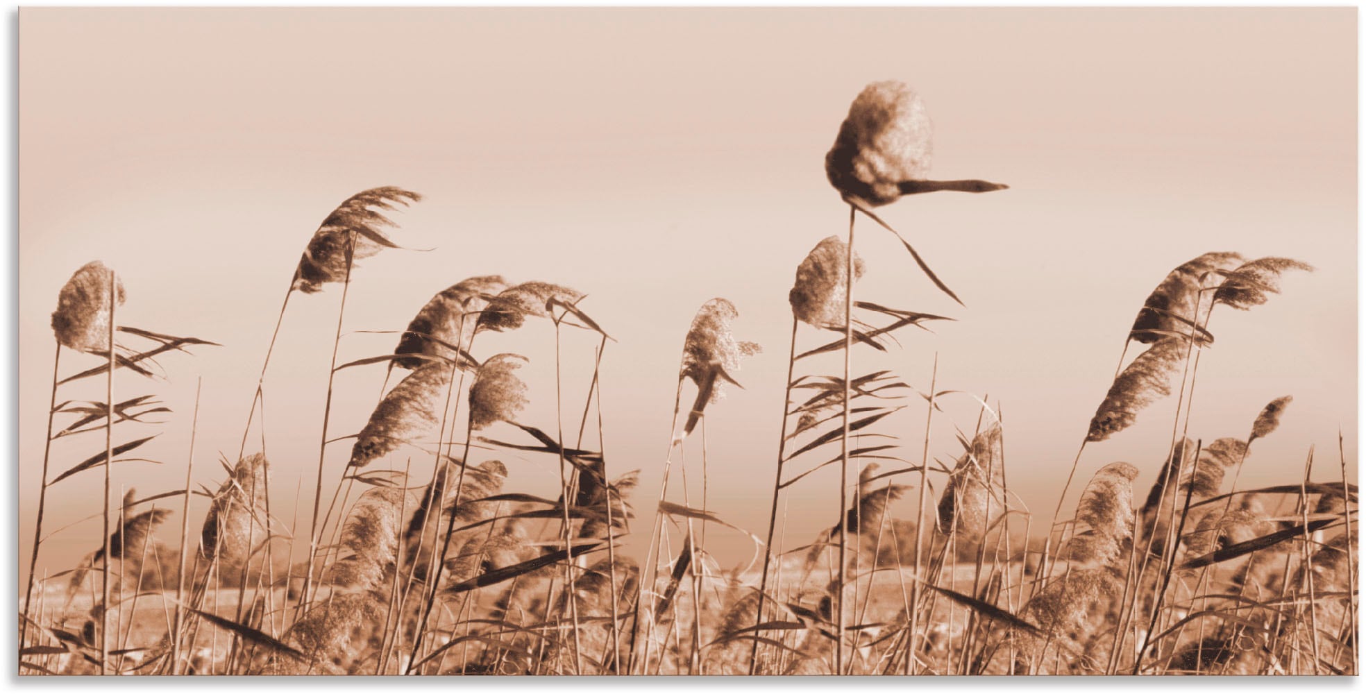 Artland Wandbild »Gräser«, Gräser, Wandaufkleber | als online Grössen Jelmoli-Versand Alubild, in (1 oder Leinwandbild, Poster St.), versch. shoppen