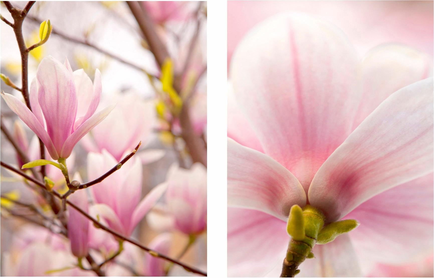 Jelmoli-Versand »Magnolien«, 2er Bild Creativ St.), home shoppen Set (Set, 2 online |